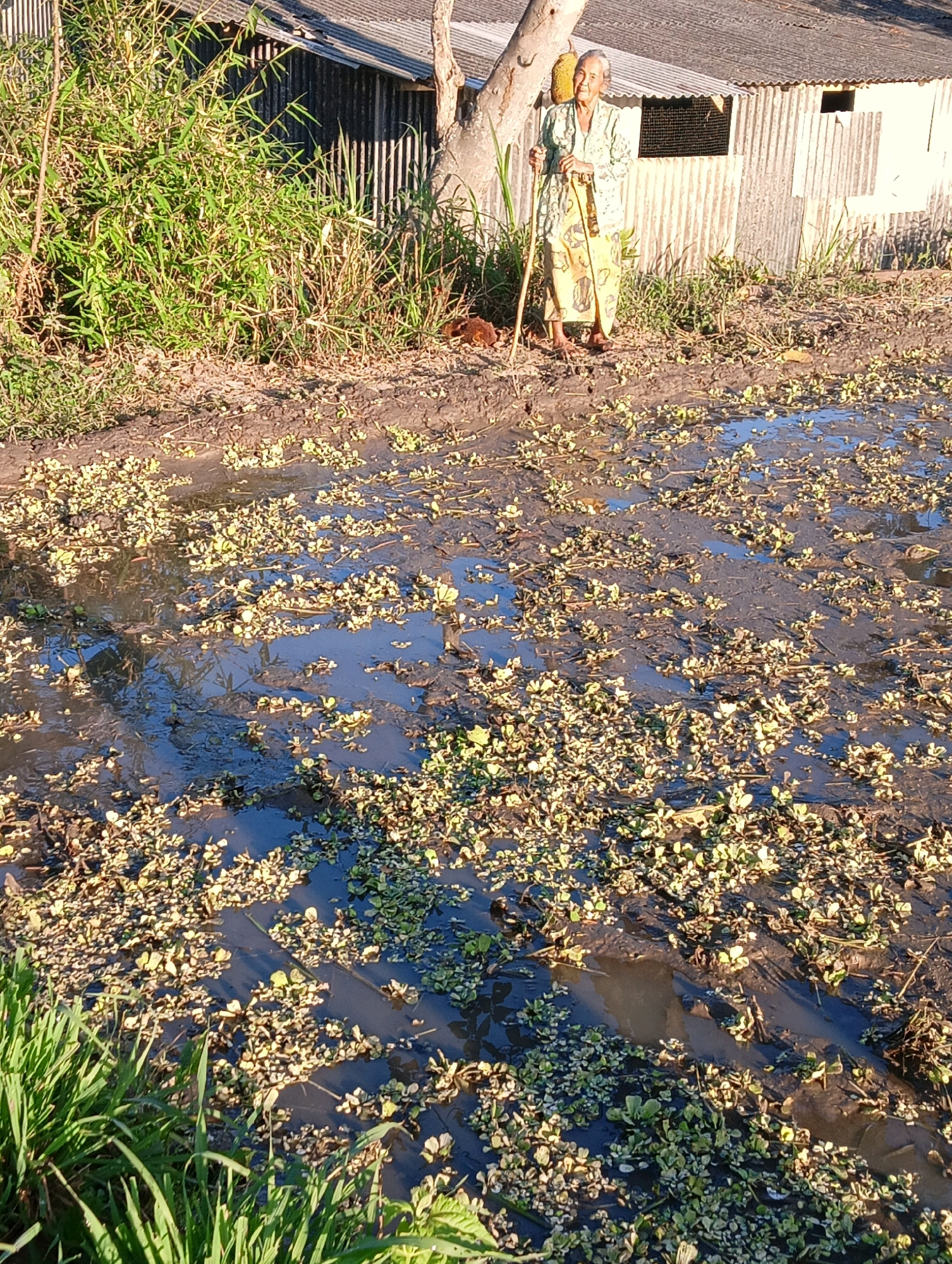 An elderly Indonesian woman stands in a muddy field with a stick in her hand. She is wearing a light green and yellow patterned traditional dress. Behind her is a rustic, corrugated metal building with a weathered roof. To her left is a large tree and dense green vegetation. The ground in front of her is a shallow pool of water with mud and small green plants scattered throughout. The scene appears to be in a rural area, possibly Sukosari, Indonesia, given the context. The lighting suggests it is daytime, with sunlight illuminating the scene.