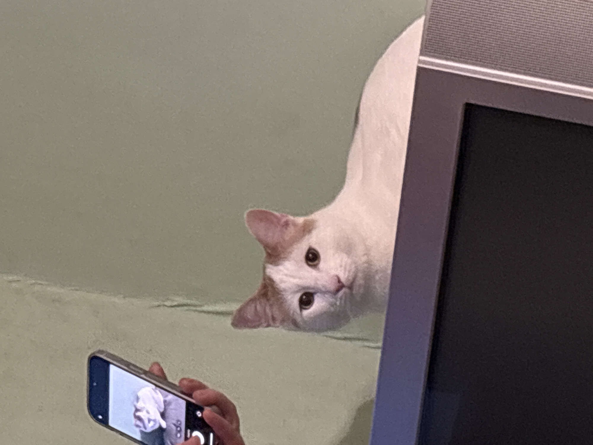 An unknown individual's hand holds a smartphone, capturing an image of a white cat with orange markings on its head. The cat is seated on top of a dark electronic device, possibly a television, and is looking directly at the camera. The background is a plain, light green wall. The scene is indoors and appears to be a casual, domestic setting.