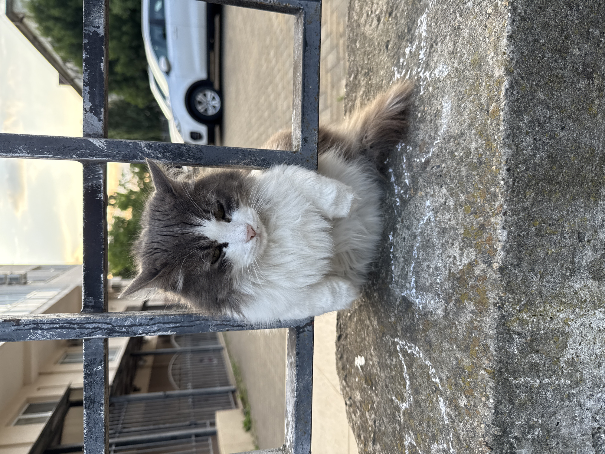 A medium shot captures a fluffy grey and white cat peeking through a black metal fence in Novorossiysk, Russia. The cat is sitting on a rough concrete ledge, with its front paws resting on the lower horizontal bar of the fence. Its fur is long and appears slightly disheveled, with grey markings on its head and back, and white fur on its chest and belly. The cat's eyes are partially closed, giving it a sleepy or contemplative expression. Behind the fence, a street is visible, with a white car parked on the right and a building with windows on the left. The sky above is partly cloudy with a hint of sunset colors. The scene appears to be an outdoor urban setting.