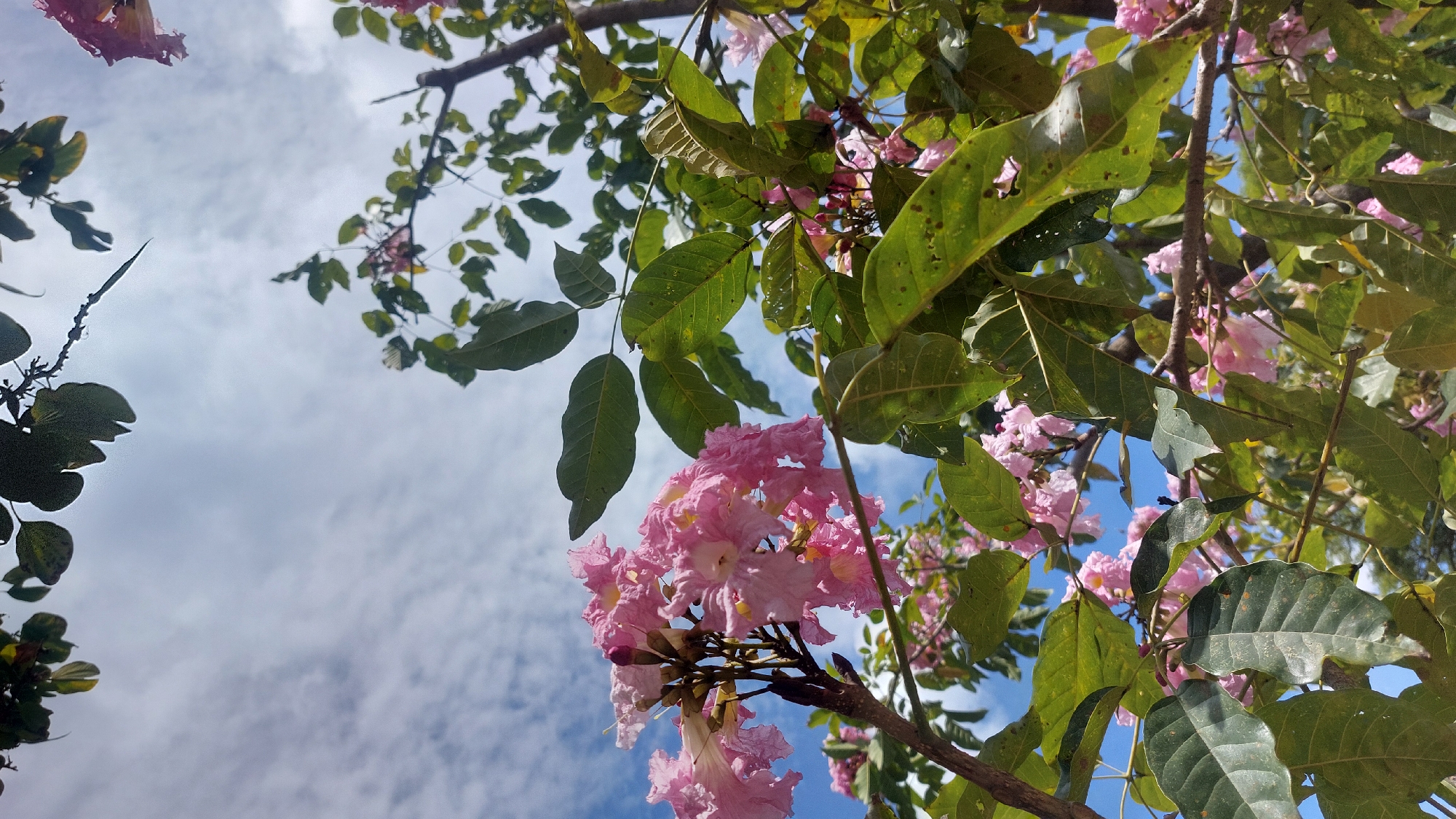 The image depicts a view looking upwards through the branches of a tree with pink flowers and green leaves against a background of a blue sky with light white clouds. The tree branches and foliage occupy the majority of the frame, with the sky visible in the spaces between them. The pink flowers are concentrated in the lower part of the frame, while the green leaves are scattered throughout, partially obscuring the sky. The location is indicated as Caracas, Venezuela, although there are no specific landmarks or details visible to confirm this. There are no people visible in the image.