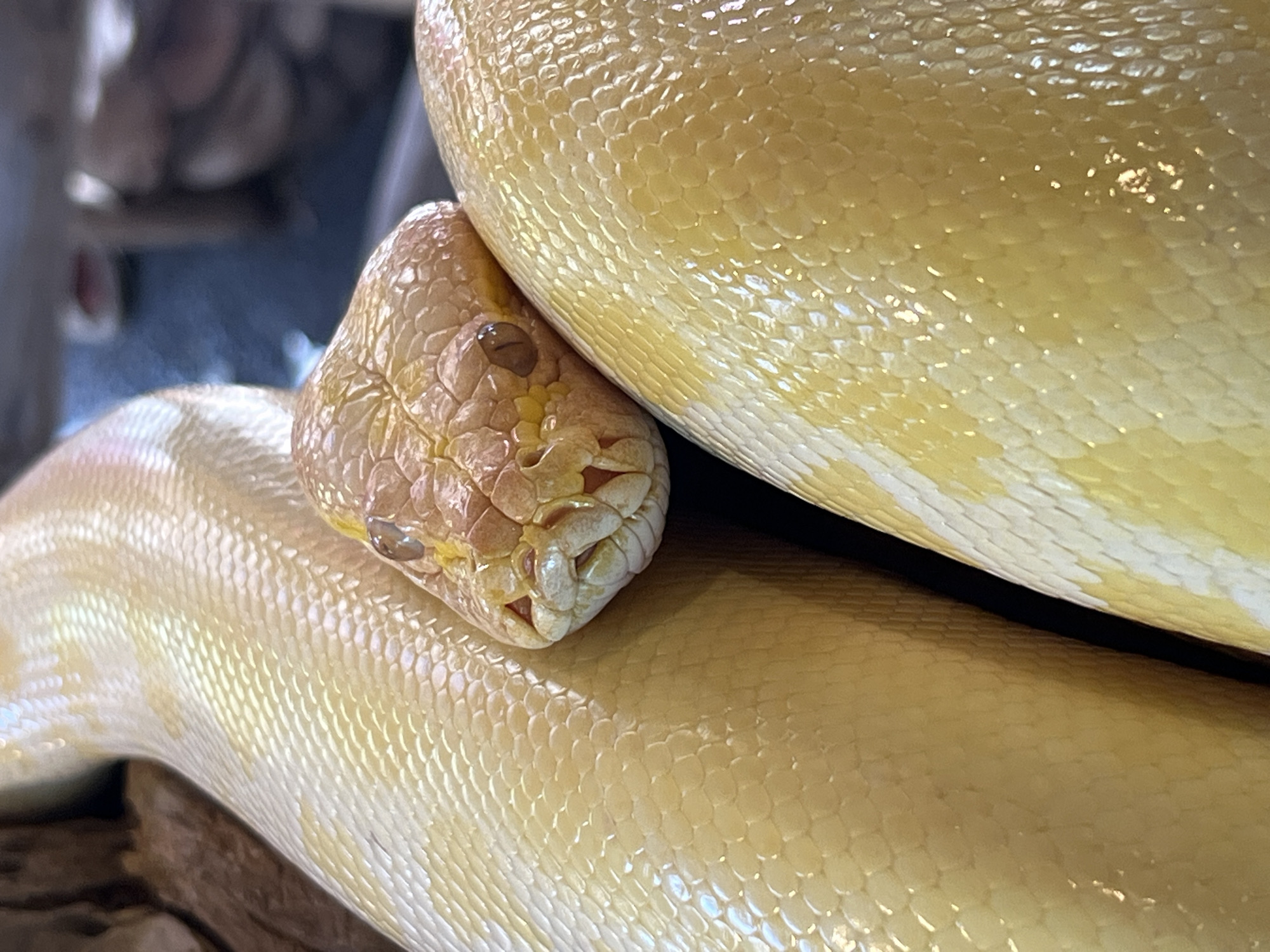 The image shows a close-up view of an albino reticulated python (Malayopython reticulatus) curled around itself. The snake's head is visible, resting on a loop of its body. The scales are pale yellow with a subtle pattern. The photo was taken in Sukawati, Indonesia.