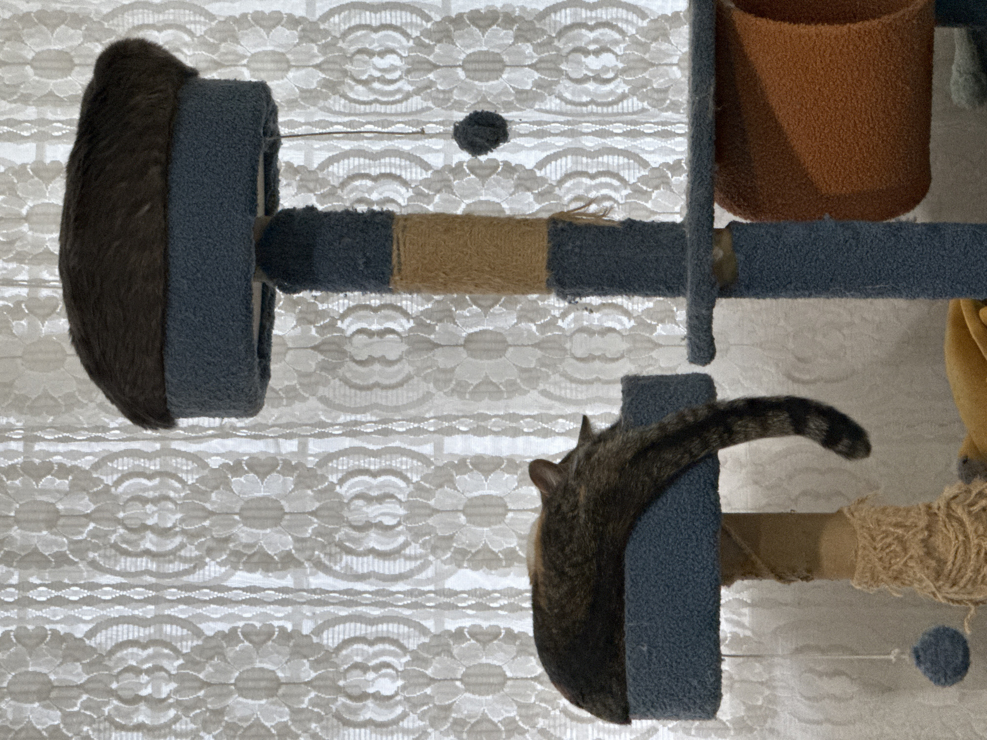 Two tabby cats are on a cat tree in front of a lace curtain. One cat is sitting on a circular platform on the upper left, and the second cat is perched on a circular platform on the lower right with its tail dangling. The cat tree is blue with a brown scratching post and a brown bed at the top right. The background is a white lace curtain. The location cannot be determined from the image.