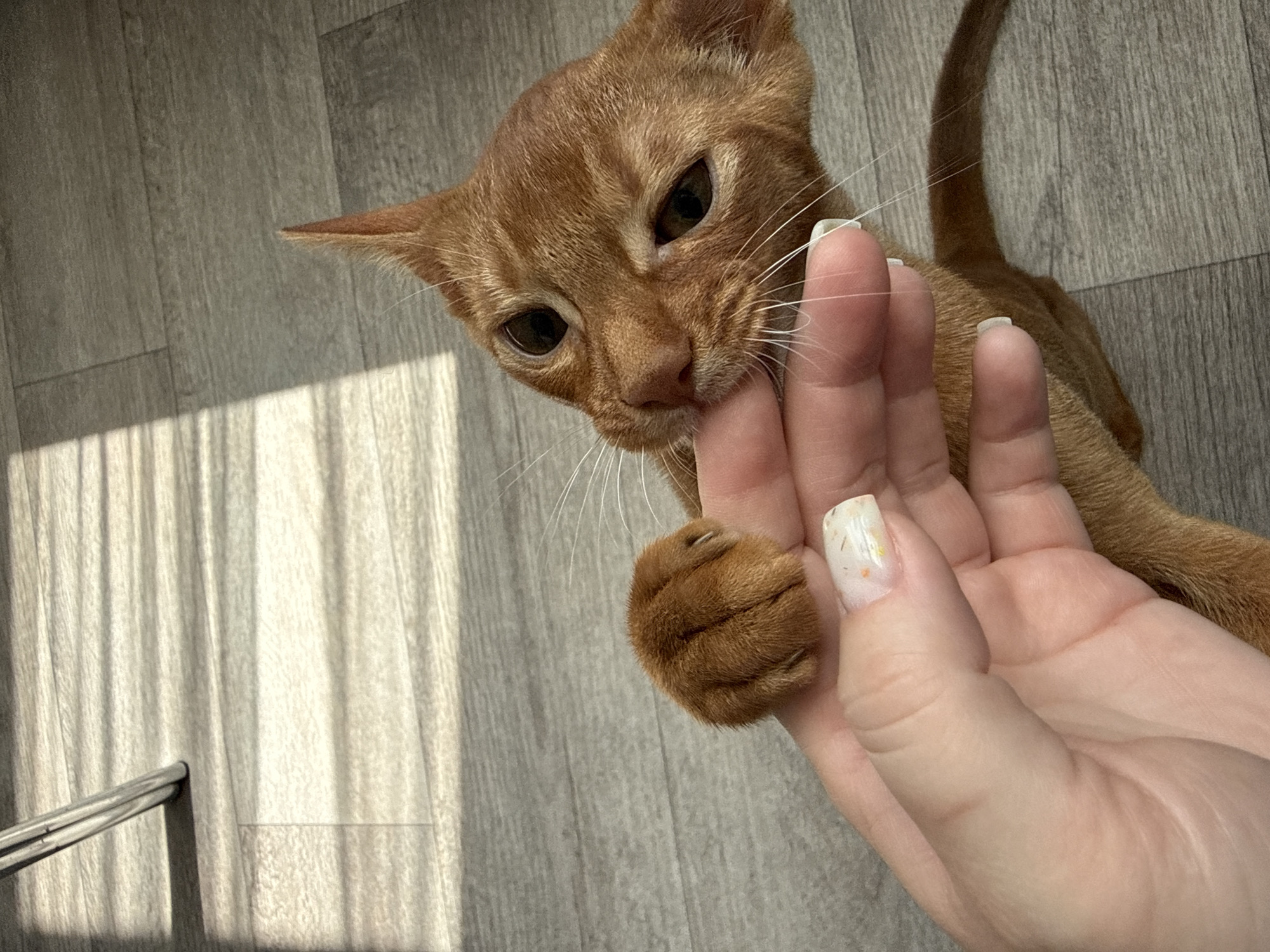 An orange cat is biting a human finger on a wooden floor, with sunlight casting shadows from blinds onto the floor. The cat's paw is visible, and its claws are extended slightly. The human finger has light-colored nail polish with flecks of color. The environment is an indoor setting.