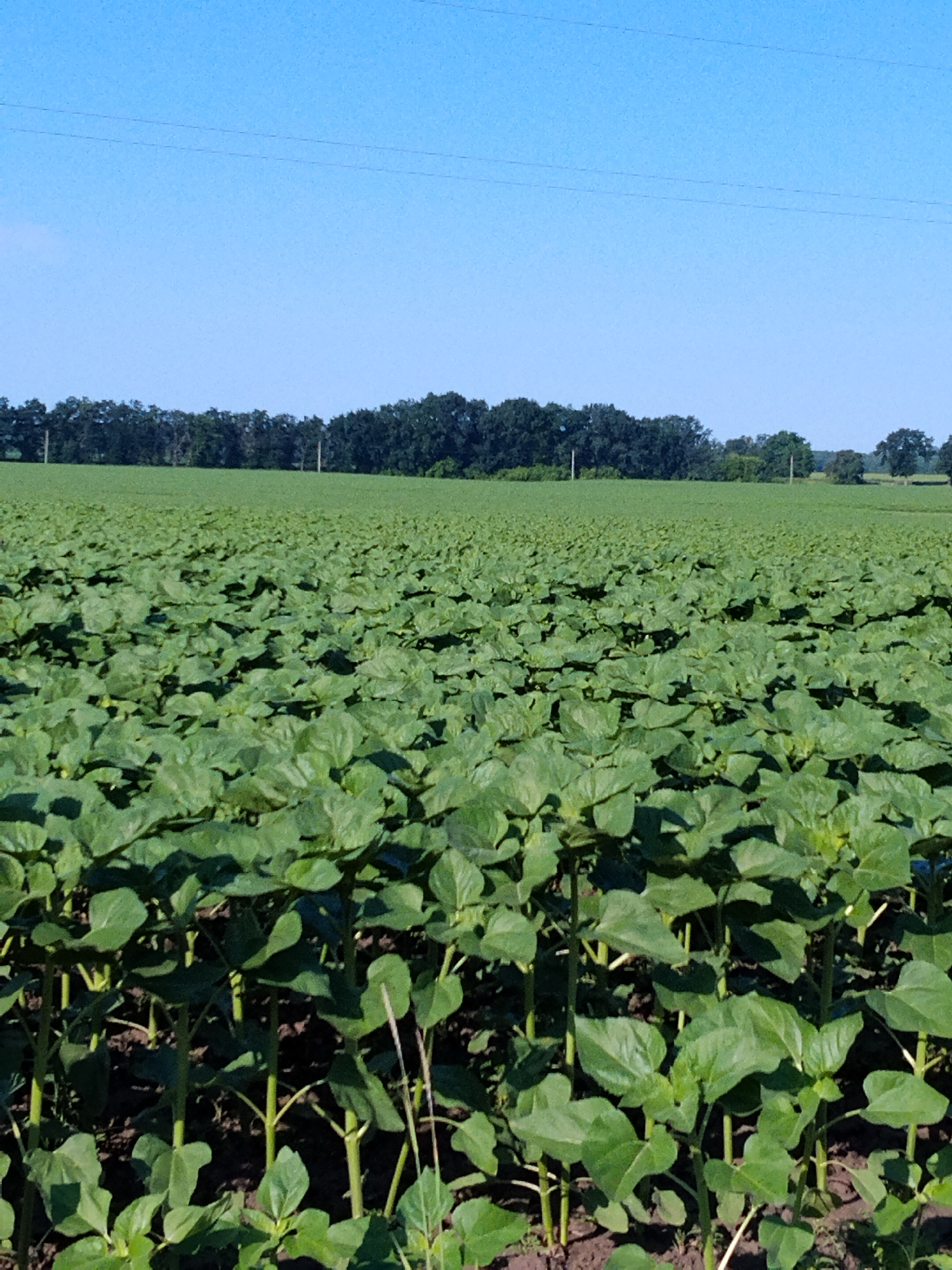 The image depicts a vast, flat field of young green plants, likely sunflowers, under a clear blue sky. The plants are densely packed and stand about knee-high. In the background, a line of dark green trees forms the horizon, separating the field from the sky. A subtle suggestion of power lines can be seen against the sky. The scene appears to be in a rural setting, with no visible buildings or people. The lighting suggests a sunny day. The location is identified as a field in the village of Hoholeve, Poltava Oblast, Ukraine.