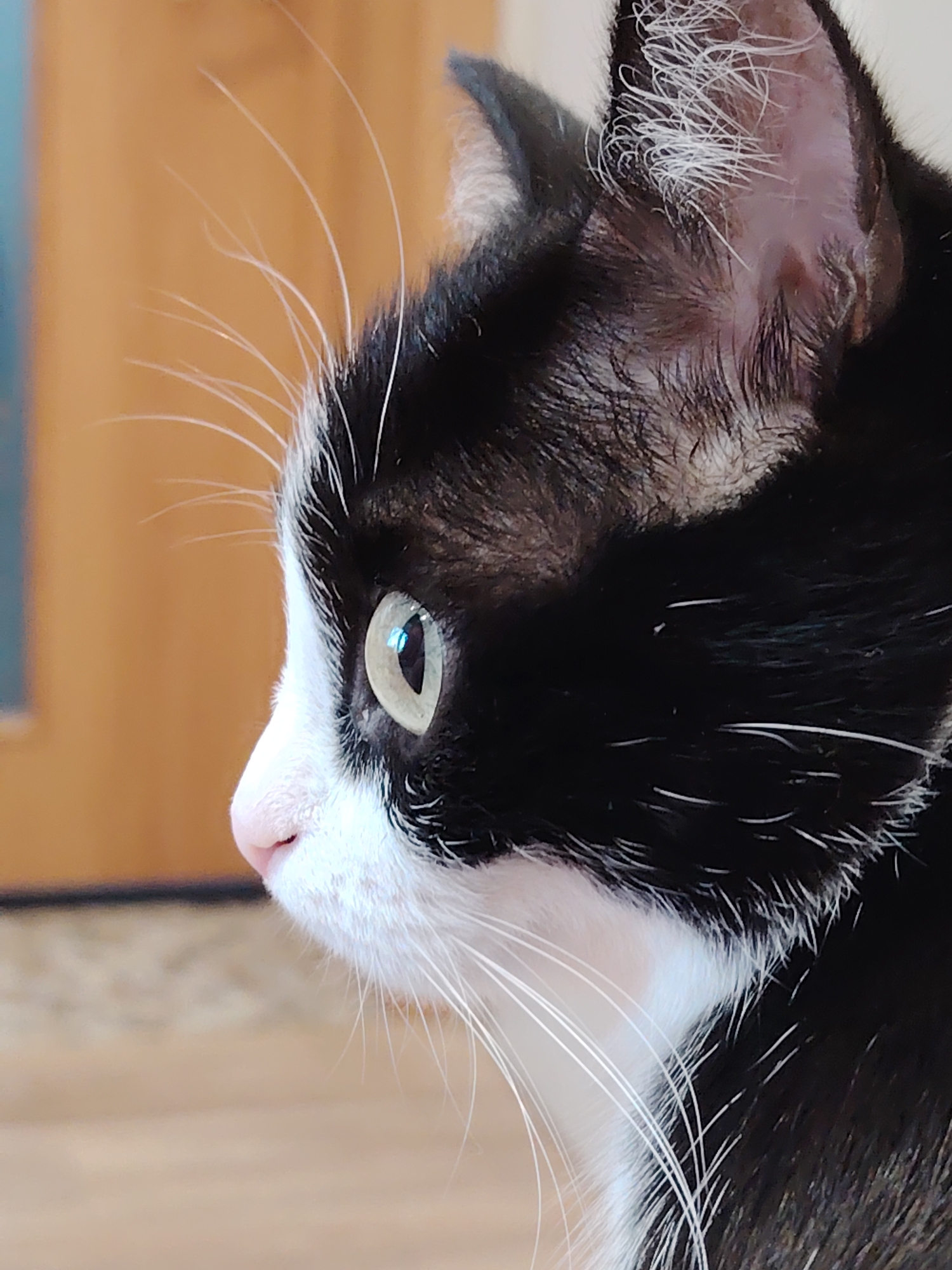 Close-up profile of a black and white cat. The cat has a pink nose, white whiskers, and light green eyes. The cat is indoors. The background is a light wood color, likely a door or wall.