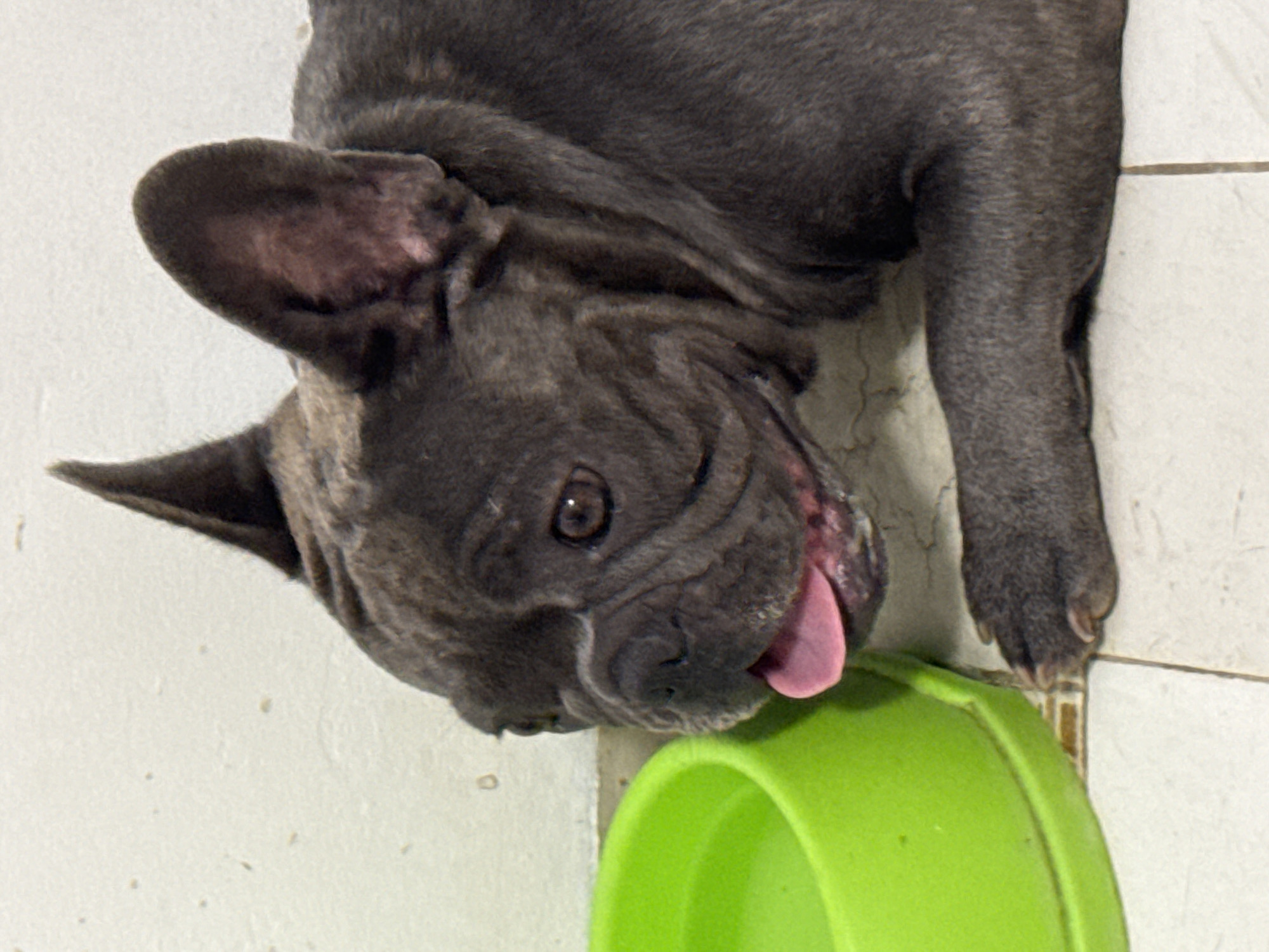 A brindle French bulldog lies on a tiled floor next to a bright green bowl, possibly containing water. The dog's head is turned to the left, with its tongue slightly out and visible. Its ears are erect and pointed. The background appears to be a wall with a light-colored, textured finish. The image is a close-up, focusing on the dog and its immediate surroundings. There is no indication of the city of San Benedetto del Tronto, Italy, in the image itself.