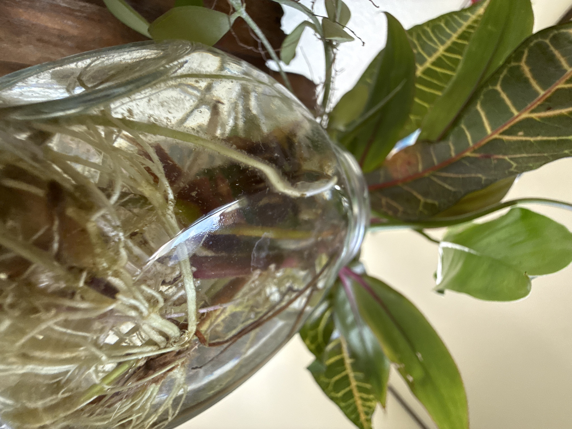 A plant with green and yellow-veined leaves is partially submerged in water within a clear glass jar. The plant's roots, a network of white strands, are visible through the glass, suspended in the water. The jar sits on a brown surface, possibly wood. The background is a soft, neutral color. The scene appears to be indoors, with natural light illuminating the plant and jar. There is no indication of the city of Baan Lamai, Thailand.