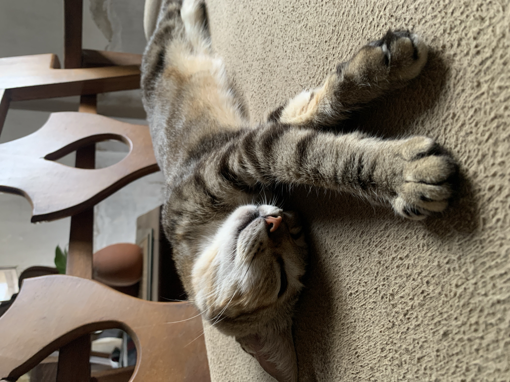 This close-up image captures a domestic tabby cat deeply asleep or resting on its back. The cat displays a distinctive coat with striped and spotted patterns in shades of grey, brown, and cream, complemented by long white whiskers. Its head is tilted back, eyes closed in apparent slumber, revealing a small, pink nose. Both front paws are stretched upwards and outwards, indicative of a relaxed and comfortable state.
The feline is positioned on a light brown or beige textured fabric surface, which could be upholstery from a sofa or a carpeted cat tree. In the background, a multi-tiered wooden structure is partially visible, featuring decorative cut-out elements. This structure suggests an indoor setting, possibly part of a staircase, shelving unit, or a cat's play area. Beyond the wooden structure, a light-colored wall is discernible, along with indistinct indoor objects, including a rounded, reddish-brown item. The soft, natural light illuminating the scene suggests it is daytime. The overall mood conveyed is one of profound peace and comfort within an indoor environment in Santa Ana, Venezuela. No text is visible in the image.