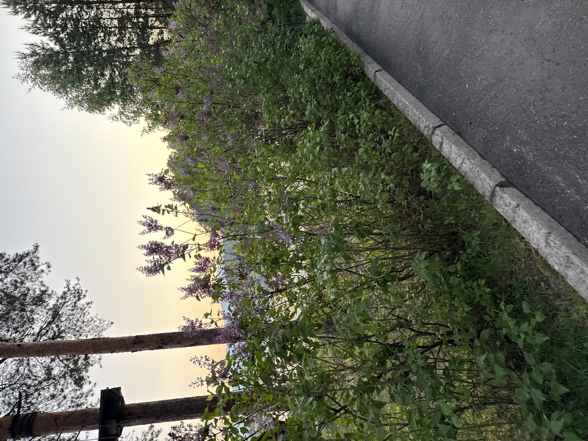 The image shows a roadside scene in Zolotoi Plyazh, Russia. A paved road with a concrete curb runs along the right edge of the frame. Adjacent to the road is a dense row of lilac bushes with purple flowers and green leaves. Beyond the bushes is a wooden fence constructed with horizontal logs and vertical posts. In the background, there are trees with green foliage reaching towards a sky with a pale, sunset-like gradient. No people or animals are visible.