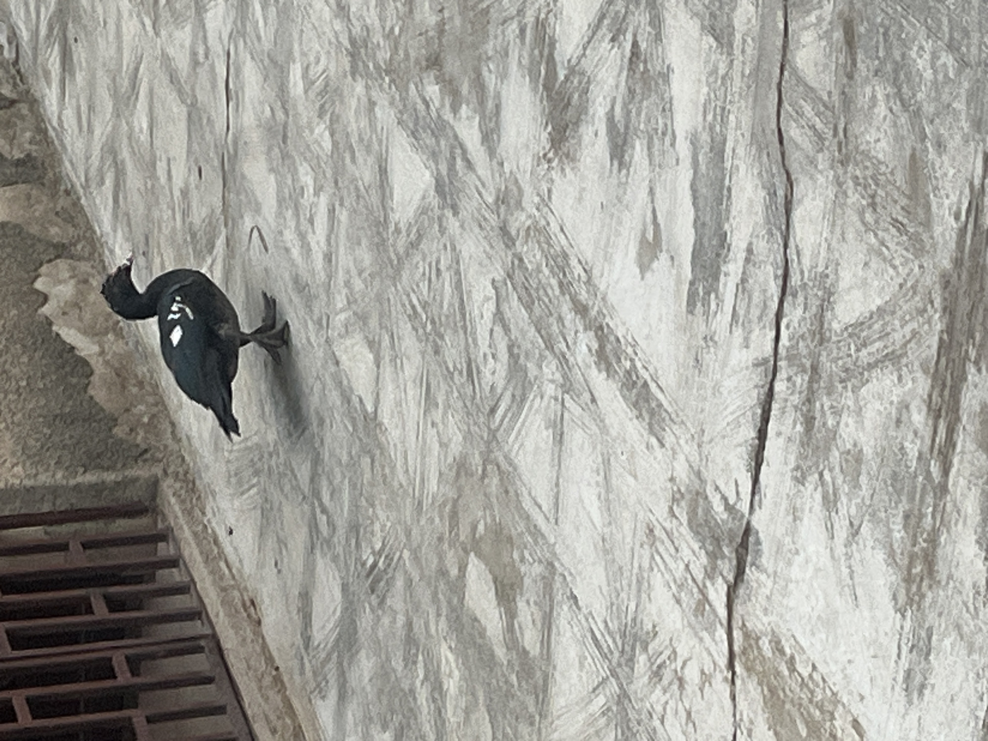 A black bird, likely an African pied wagtail (Motacilla aguimp), clings to a textured, light-colored concrete wall. The wall shows visible brushstroke-like patterns, possibly from painting or a weathered finish. To the lower left is a portion of a dark metal grate. The bird is positioned diagonally, facing down. The surrounding location details in Katcha, Nigeria, are not evident from the visual information provided.