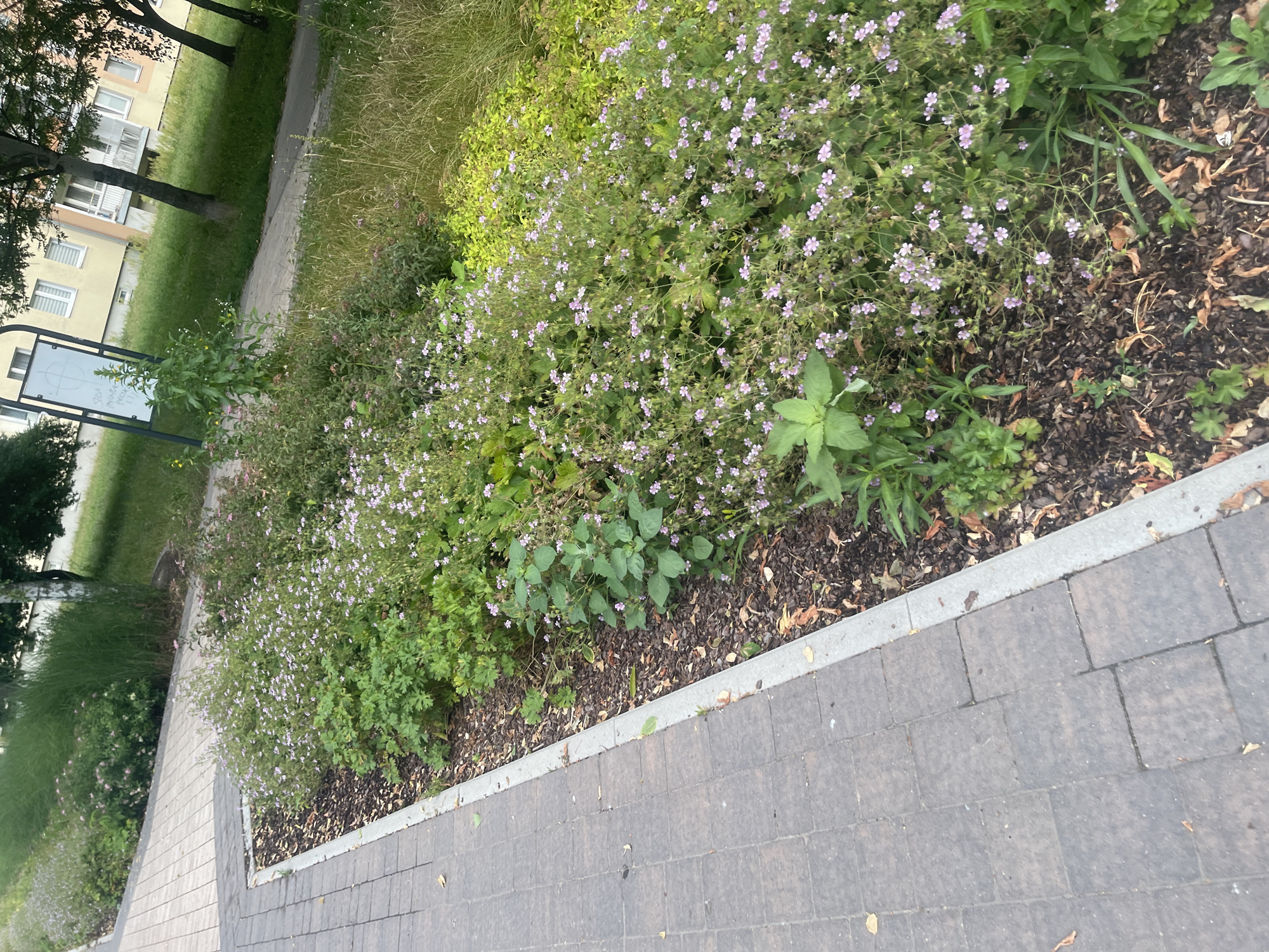 The image depicts an exterior view of a residential area in Konstantynów Łódzki, Poland. In the foreground, a paved walkway made of dark grey rectangular pavers runs diagonally from the bottom left corner upwards and to the right. Adjacent to the walkway is a landscaped garden bed mulched with dark brown wood chips and dried leaves. This garden bed is densely planted with various green leafy plants and numerous small, light purple flowers. Behind the garden bed, a grassy area slopes upwards, with taller grasses and some scattered smaller plants. Further in the background, a light-colored building with multiple windows and balconies is visible, along with trees and a signpost. The scene appears to be an outdoor communal area, possibly a courtyard or the grounds of an apartment complex. There are no people or animals visible in the image.