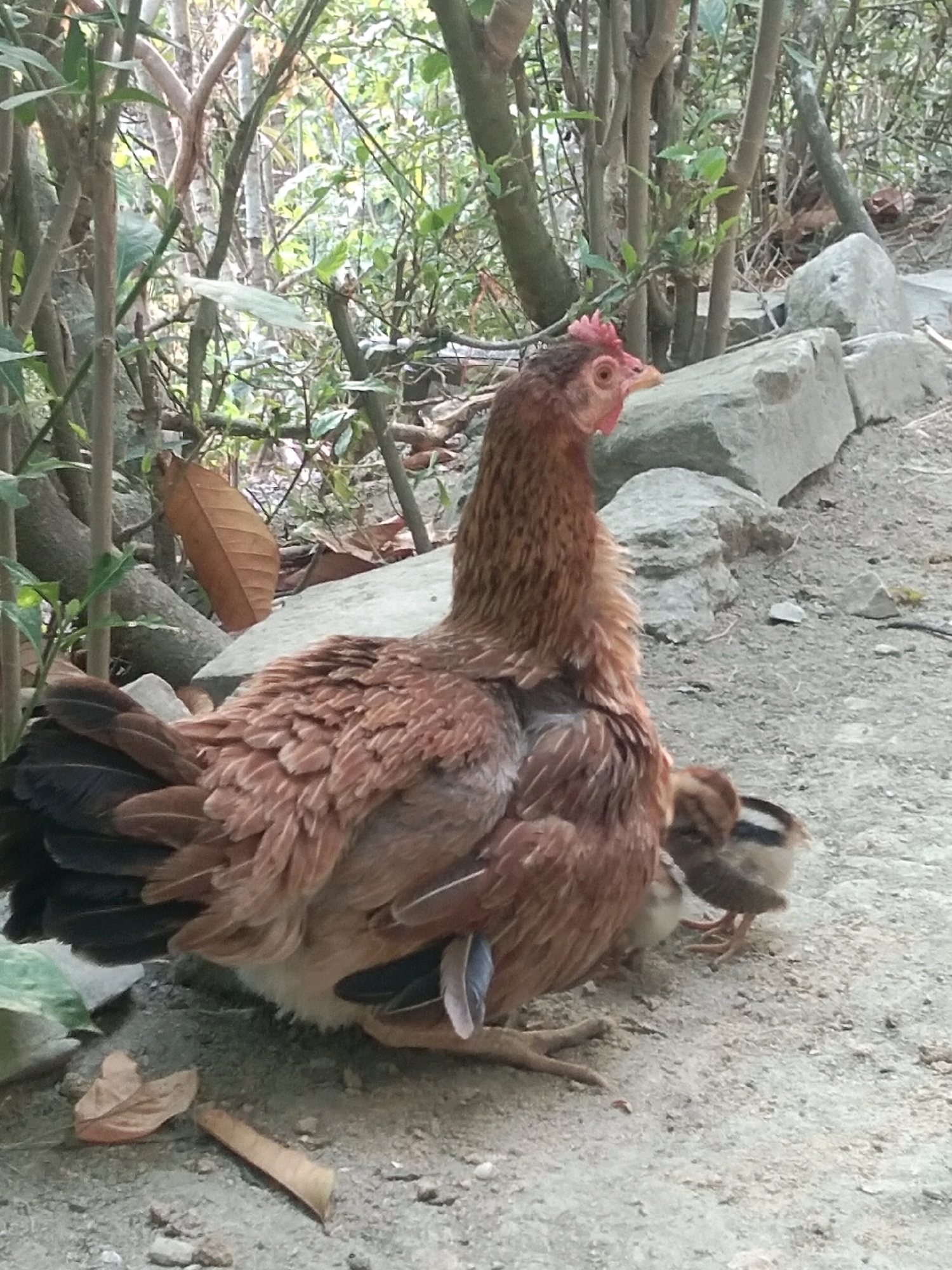 In Karangsambung, Indonesia, a brown hen is shown with two chicks. The hen is a reddish-brown color with black tail feathers, and the chicks are a mixture of brown and white with black stripes. They are in an outdoor environment with rocks and vegetation. The hen is partially obscured by foliage and is sitting on the ground with its chicks gathered around it. One chick is peeking out from under the hen's body, while the other is standing beside it. The ground is covered with small stones and dirt, and there are fallen leaves scattered around.