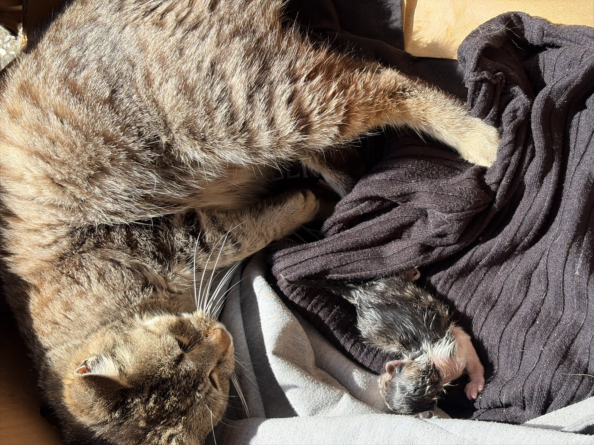 A tabby cat rests in a cardboard box lined with grey and black fabric. Beside the cat is a newborn kitten partially covered by a piece of black fabric. The location is Unknown, Unknown.