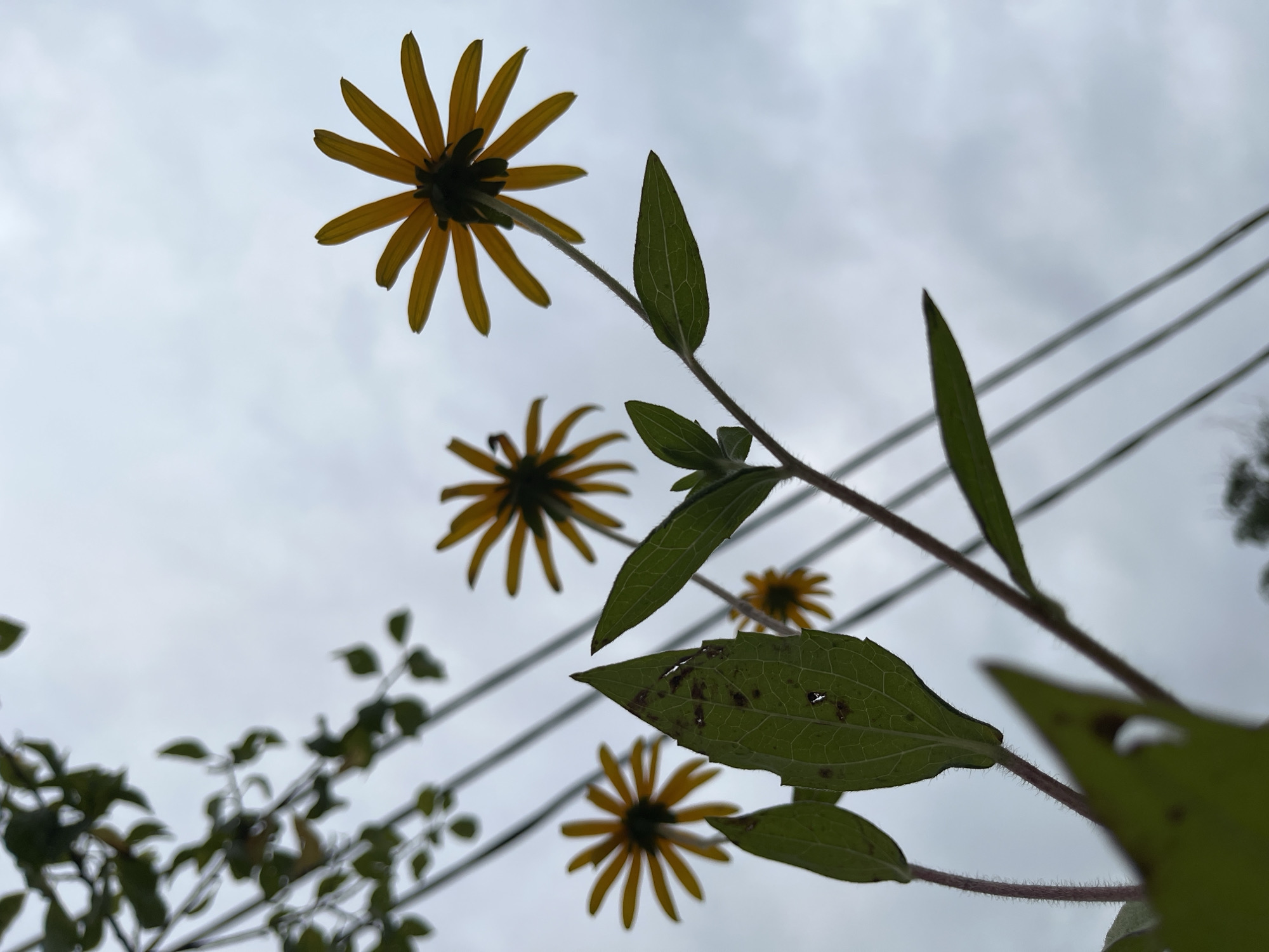 In Ureki, Georgia, on a cloudy day, a low-angle shot captures several Black-eyed Susan flowers blooming against a pale, overcast sky. The flowers, with their yellow petals and dark centers, are silhouetted against the sky, with their undersides visible. Green leaves and stems are prominent in the foreground and mid-ground, some showing signs of wear. Thin, dark lines, possibly wires, run diagonally across the scene. The overall impression is one of natural beauty juxtaposed with man-made elements.