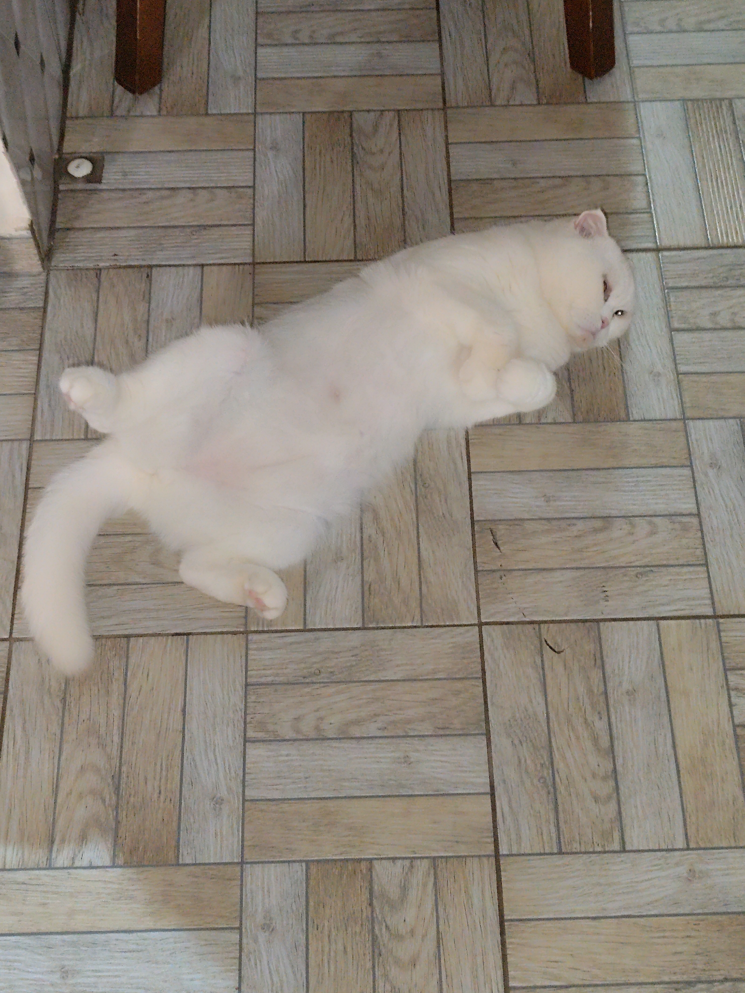 A white cat is lying on a tiled floor. The tiles are arranged in a square pattern, and their texture appears to resemble wood. The cat is positioned in the center of the frame. The environment appears to be indoors. No specific information about Sarıyer, Turkey, can be inferred.