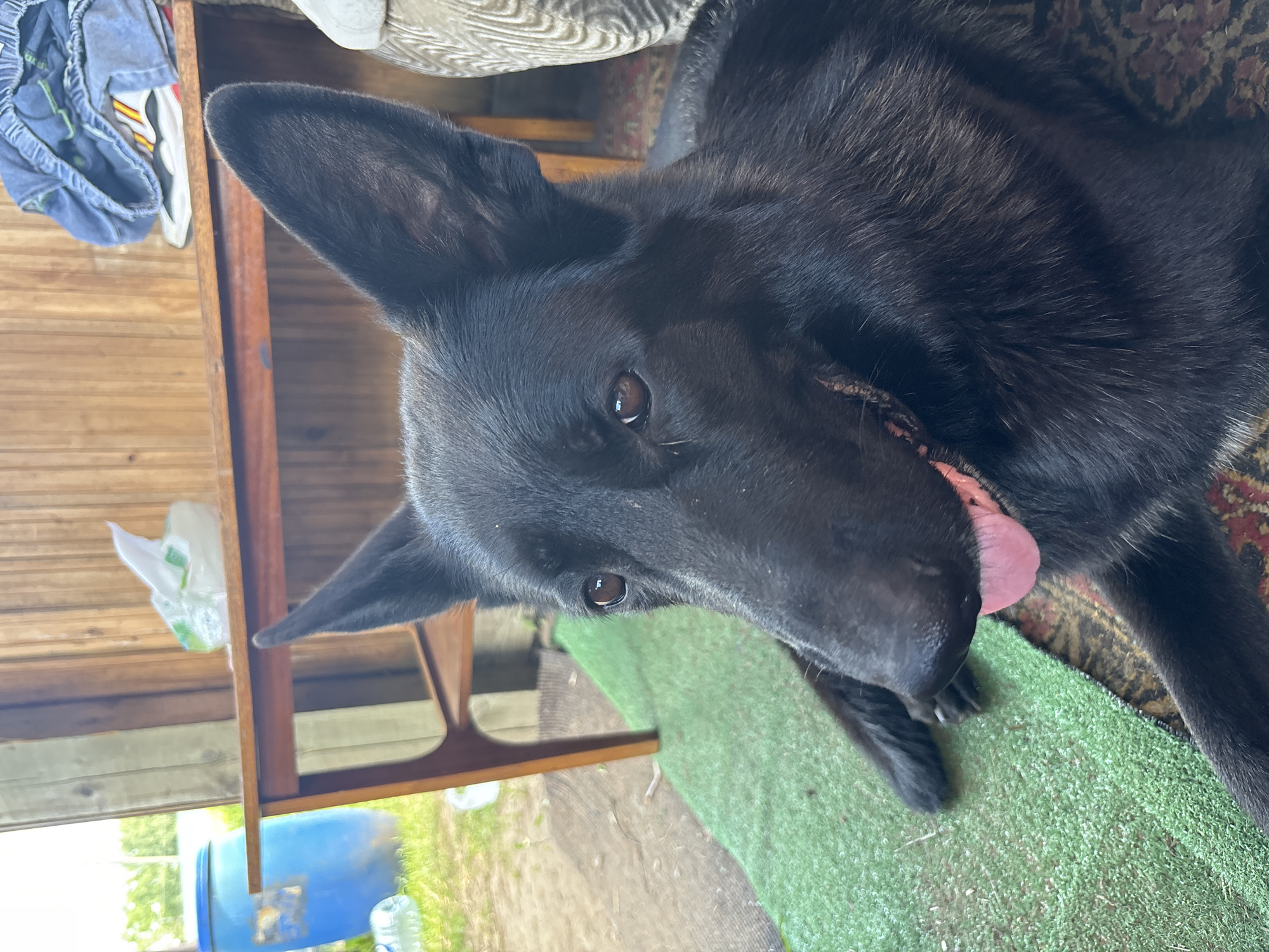 A black German Shepherd is lying on a rug outdoors. The dog is facing left, with its head turned towards the camera. Its tongue is hanging out. In the background, there is a wooden table with some clothes and a plastic bag on it. To the left of the table, there is a large blue barrel and some grass. The scene appears to be in a yard or outdoor area. The image is taken from a slightly elevated angle, looking down at the dog.
