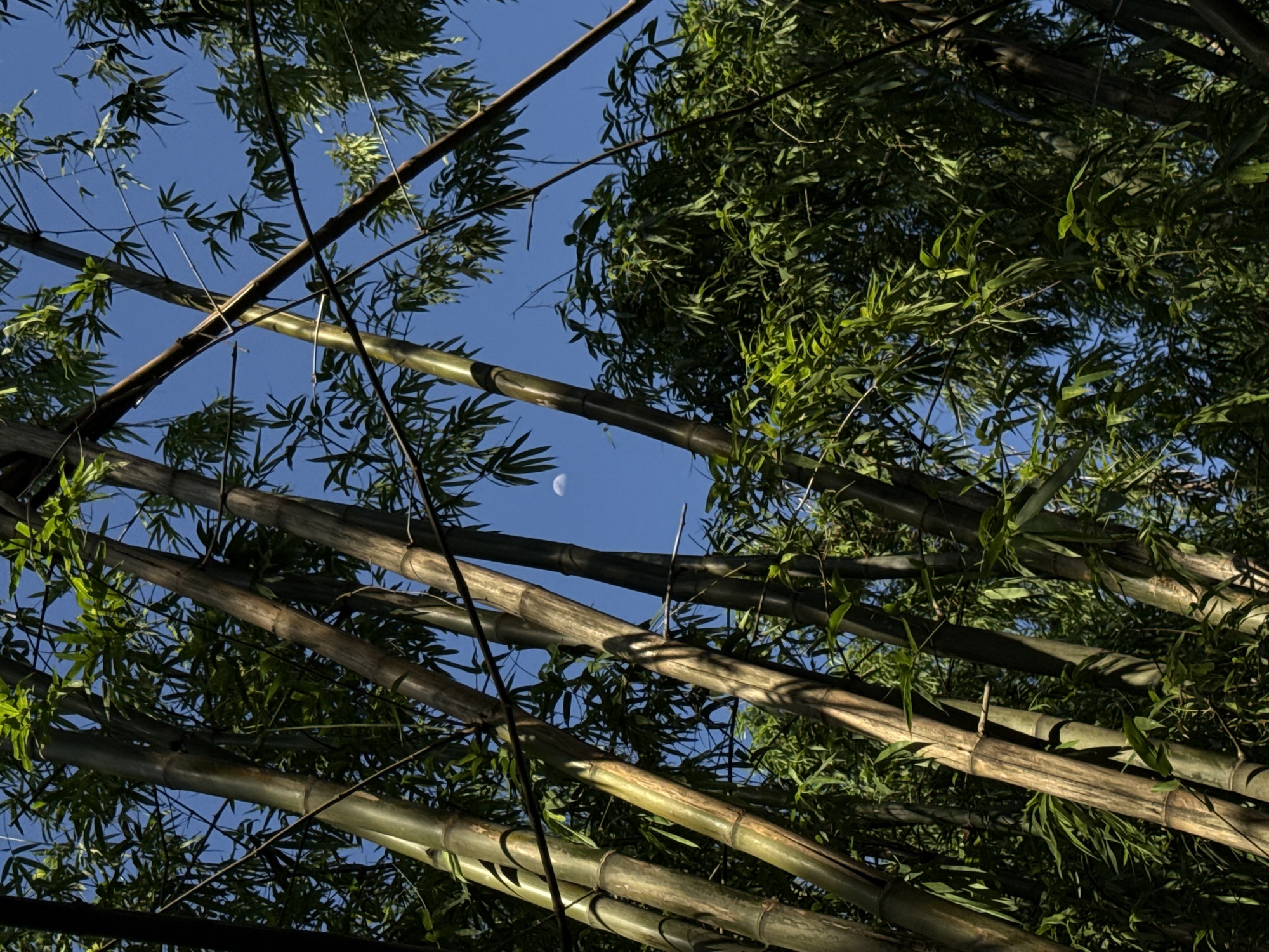 A low-angle shot shows bamboo stalks and leaves against a bright blue sky. A crescent moon is visible through the bamboo. The location is possibly in the city of Hà Nội, Vietnam, though this cannot be confirmed with 100% certainty.