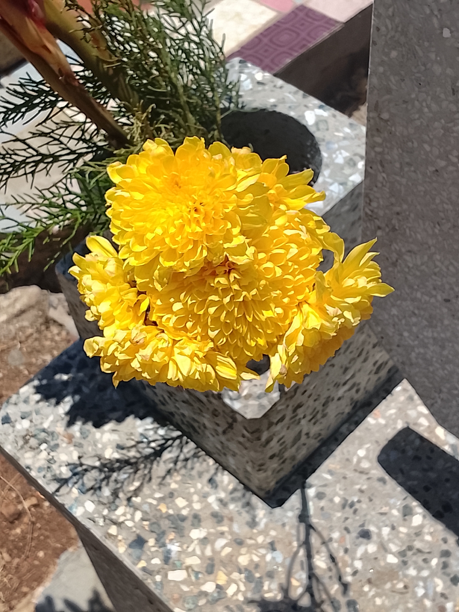 A high-angle, close-up shot shows a cluster of bright yellow chrysanthemum-like flowers in a grey, speckled concrete container, possibly a grave marker. The flowers are fully bloomed, with tightly packed petals. A few sprigs of evergreen foliage provide a contrasting green backdrop. The concrete container is comprised of geometric shapes, casting sharp shadows on the surrounding surfaces. The scene is bathed in bright sunlight. The location is inferred to be in Altagracia, Venezuela, based on the prompt.