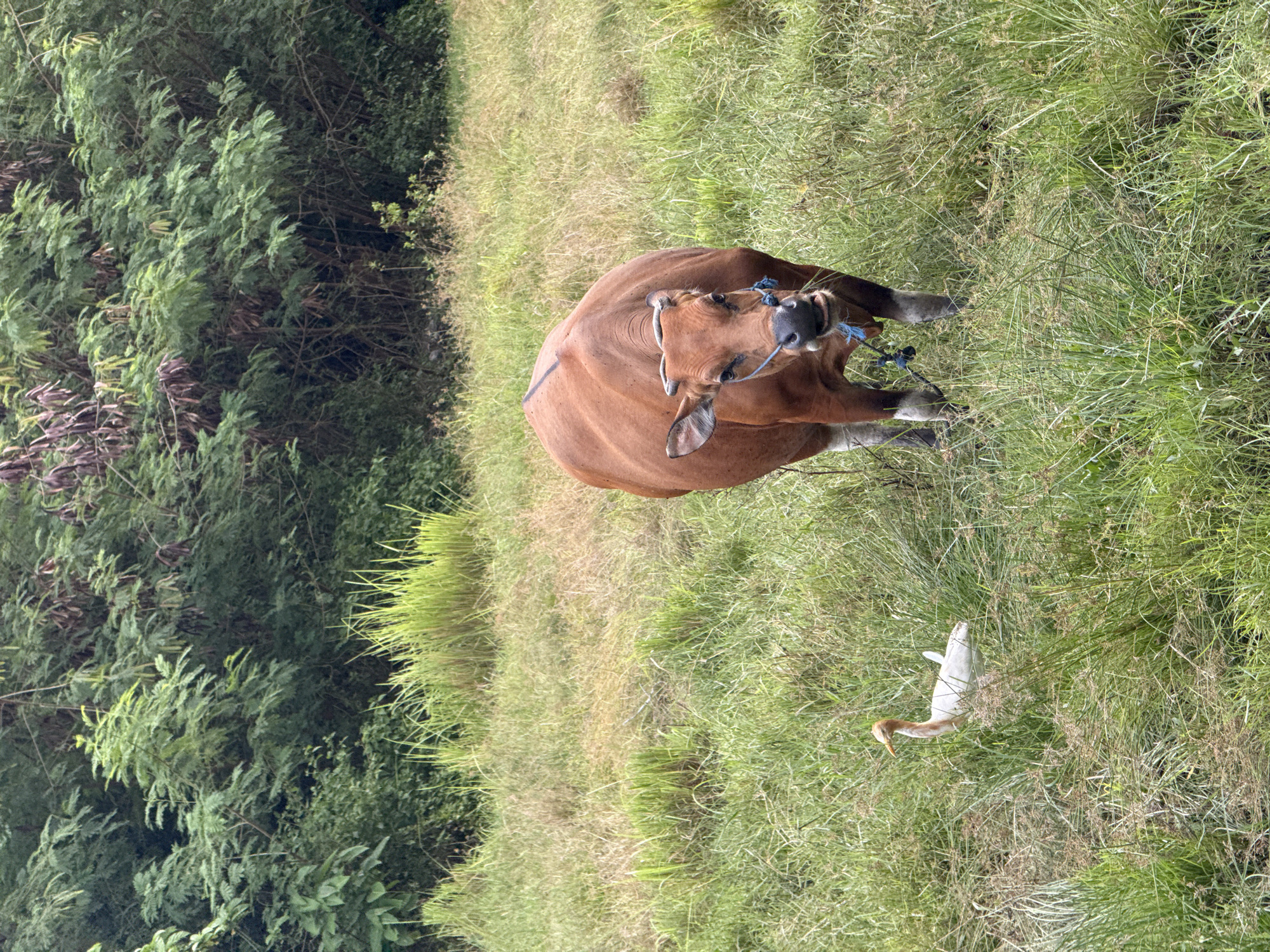A brown cow is seen lying down in a vibrant green grassy field, with a white bird standing nearby. The cow, primarily brown with some lighter patches on its legs and face, is wearing a blue rope halter or bridle around its nose and head. It appears to be resting or grazing in the grass, which varies in shades of green and some drier patches.
To the right and slightly in front of the cow, a white egret or similar bird with a yellowish-orange beak stands tall amidst the grass, seemingly foraging. In the background, lush green trees and dense foliage form a natural border, suggesting a rural or pastoral setting. The lighting indicates it is daytime, with clear, bright conditions illuminating the scene. No specific text is visible in the image.