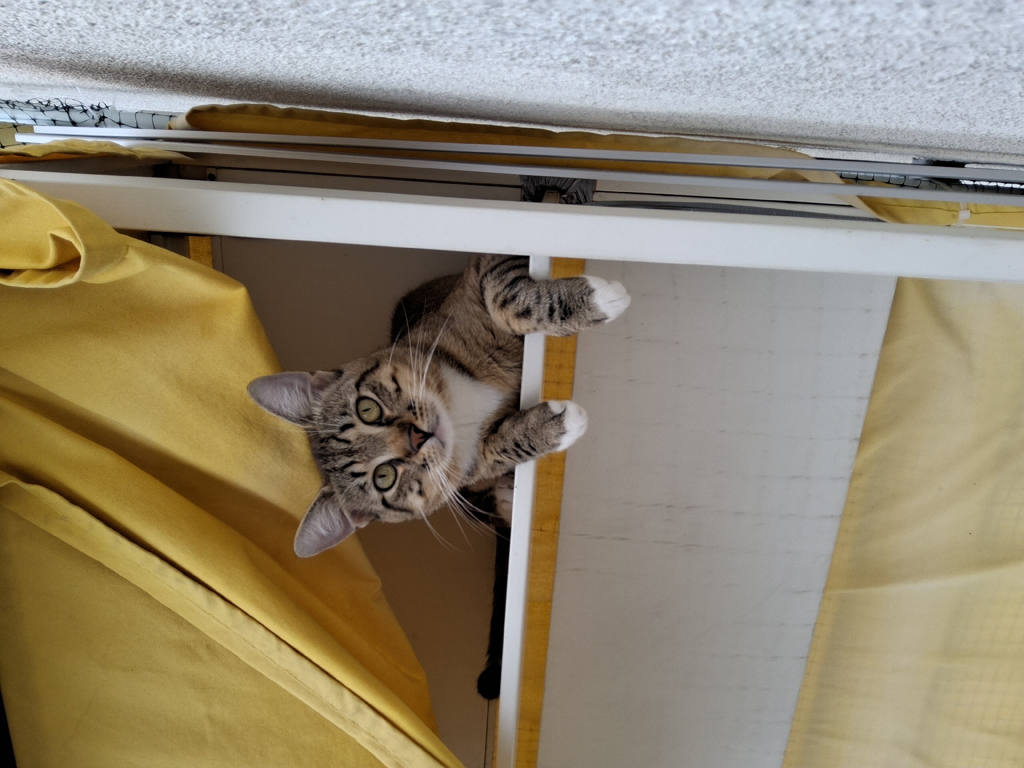A tabby cat with green eyes is perched on a white shelf, with its front paws hanging over the edge. The cat is looking directly at the camera. Behind the cat, a yellow awning is visible, creating a shaded area. The scene appears to be an outdoor setting, possibly a balcony or window ledge, with a textured wall to the right of the frame. The image does not contain any identifiable landmarks or details that would allow for pinpointing its location within Warsaw, Poland.