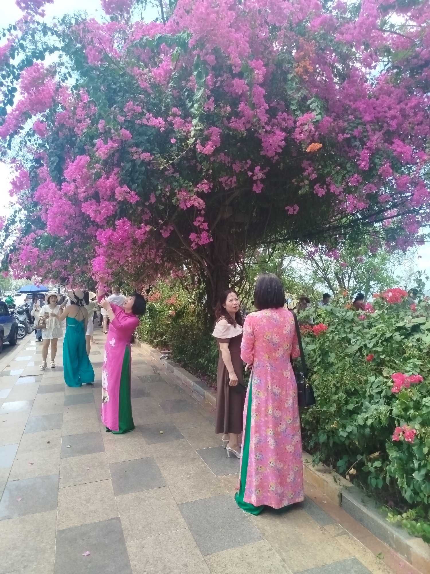 The image shows a group of people on a tiled walkway in what appears to be a public area in Ho Chi Minh City, Vietnam. The primary focus is on a large tree covered in vibrant pink bougainvillea flowers, creating a canopy over the area.
Several women are present, some wearing traditional Vietnamese "ao dai" dresses. One woman is wearing a pink ao dai with green accents, while another is in a brown dress. They appear to be posing for pictures or interacting with each other. Other people can be seen in the background, some taking photos.
The background features greenery, including bushes with red flowers. Cars and scooters are parked on the side of the street in the distance. The scene is set during daylight hours, with sunlight filtering through the tree canopy.