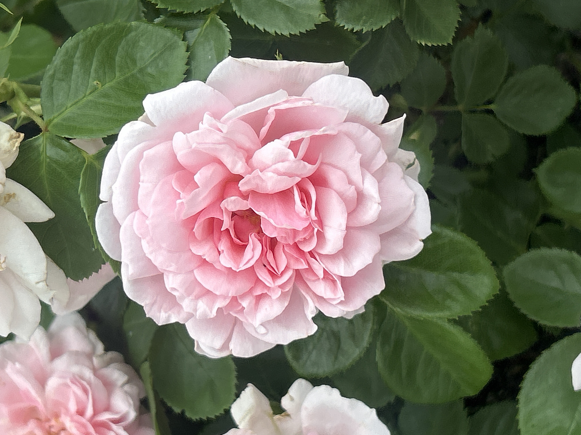 This is a close-up, eye-level shot of a pink rose in bloom, surrounded by dark green leaves. The rose is the central focus, with its delicate, layered petals in various shades of pink, from pale to a more vibrant hue towards the center. Some white petals are visible on the edges of the rose. The background is filled with the lush green foliage of the rose bush. The lighting appears natural, suggesting an outdoor setting.
There is no information within the image to suggest a specific location in Mount Royal, Canada. The image depicts a natural scene, a rose in a garden or park.