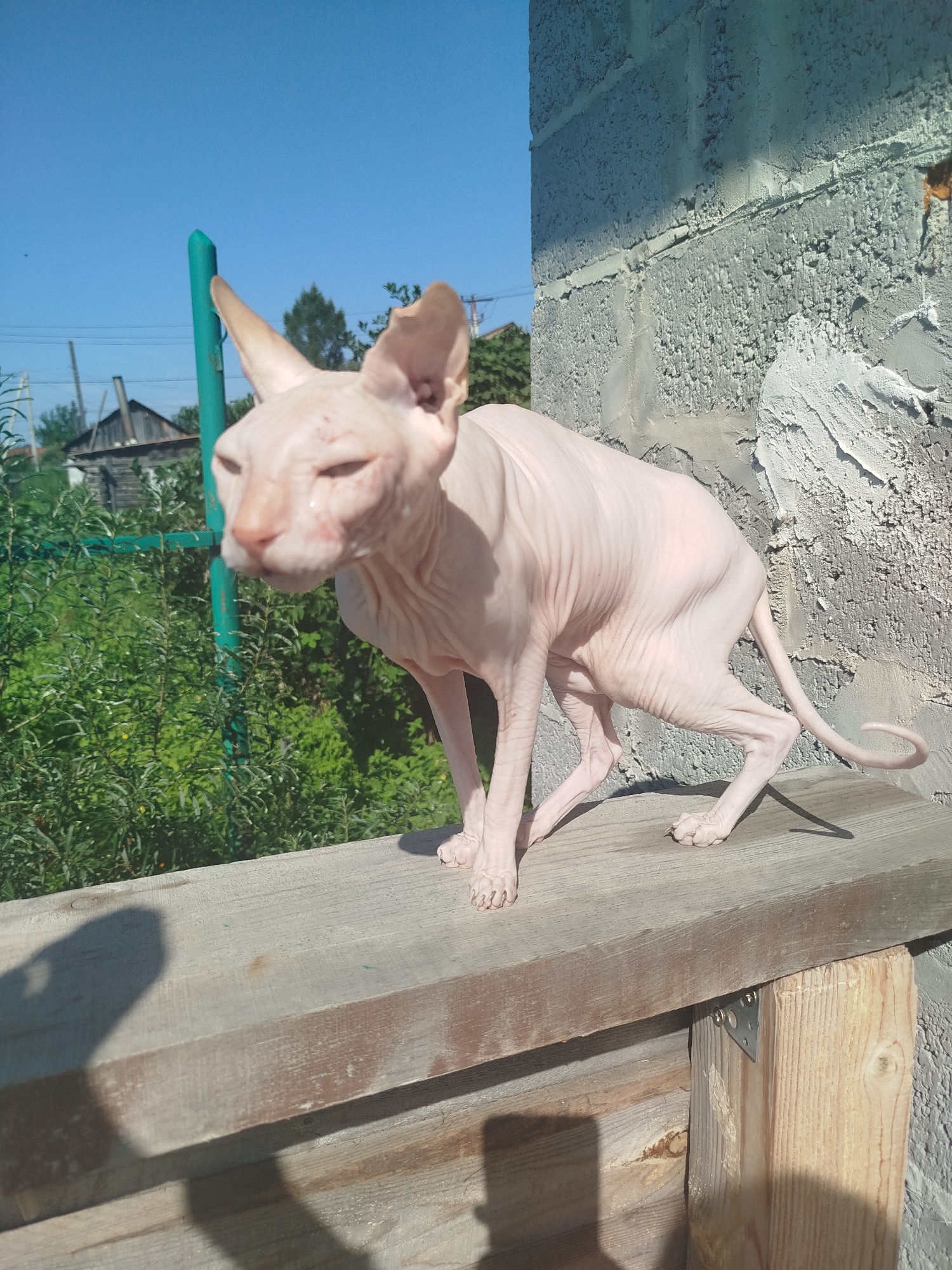 A hairless cat, possibly a Sphynx breed, stands on a wooden ledge outdoors. The cat is pinkish-tan with visible wrinkles and large ears. It is positioned on a roughly constructed wooden surface that appears to be part of an outdoor structure, possibly a fence or a bench. Behind the cat, lush green foliage is visible, suggesting a natural or garden setting. In the background, a portion of a building with gray concrete blocks and a wooden roof can be seen, along with a clear blue sky. The image appears to be taken in daylight, with shadows cast by the cat and the wooden structure, indicating sunlight. The general setting suggests a rural or semi-urban outdoor environment, potentially a backyard or a common area. There are no people visible in the image, and the focus is solely on the cat and its immediate surroundings.