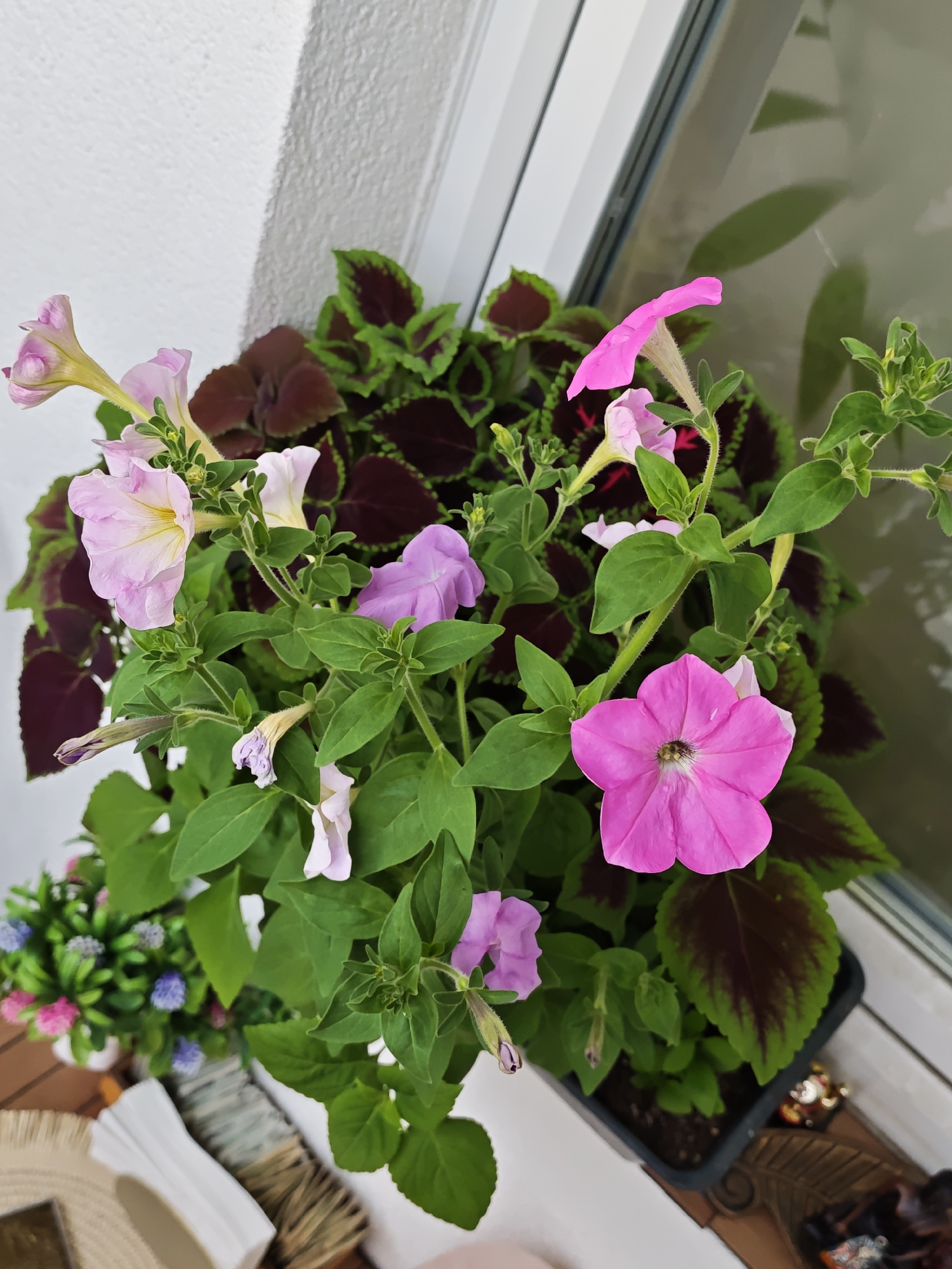A close-up, eye-level shot captures a potted plant on a balcony in Saint Petersburg, Russia. The primary subject is a cluster of petunias in various shades of pink and light purple, their trumpet-shaped flowers and green foliage filling the frame. In the background, the dark green and burgundy leaves of a coleus plant create a contrasting texture. The pot, a black plastic container, is partially visible at the bottom right, resting on a windowsill. To the left of the petunias, a small artificial bouquet of flowers in pink and blue hues is positioned. The scene is illuminated by natural light, suggesting an outdoor setting. The texture of the white wall behind the plants is visible on the left side of the image.