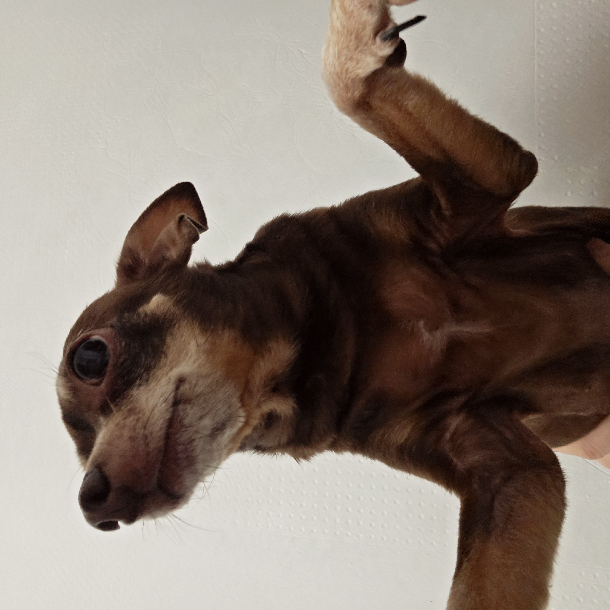 A brown miniature pinscher is being held up against a white, textured background. The dog is facing downward, and its front paws are raised. The dog's coat is a mix of brown and tan. Its eyes are large and dark. There is no indication of the location being Saint Petersburg, Russia.
