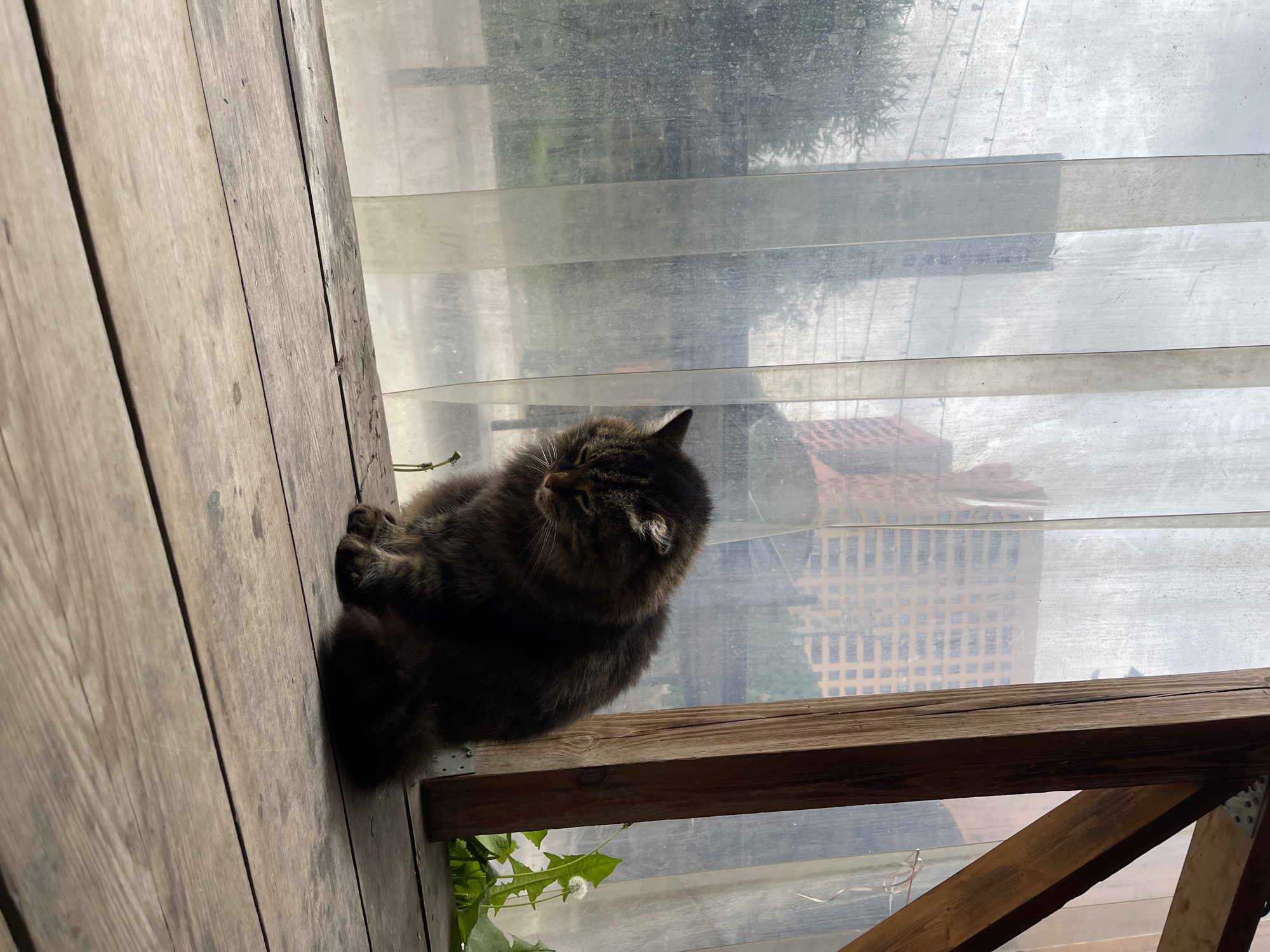 A furry, dark tabby cat is sitting on a wooden beam. The cat's position is leaning against a wooden wall. Beyond the cat and the beam, a window with translucent blinds reveals a cityscape. The architecture suggests a modern urban environment. Buildings with grid-like window patterns are visible. Vegetation is also present in the foreground near the cat and below the beam. There is no information to confirm the location.