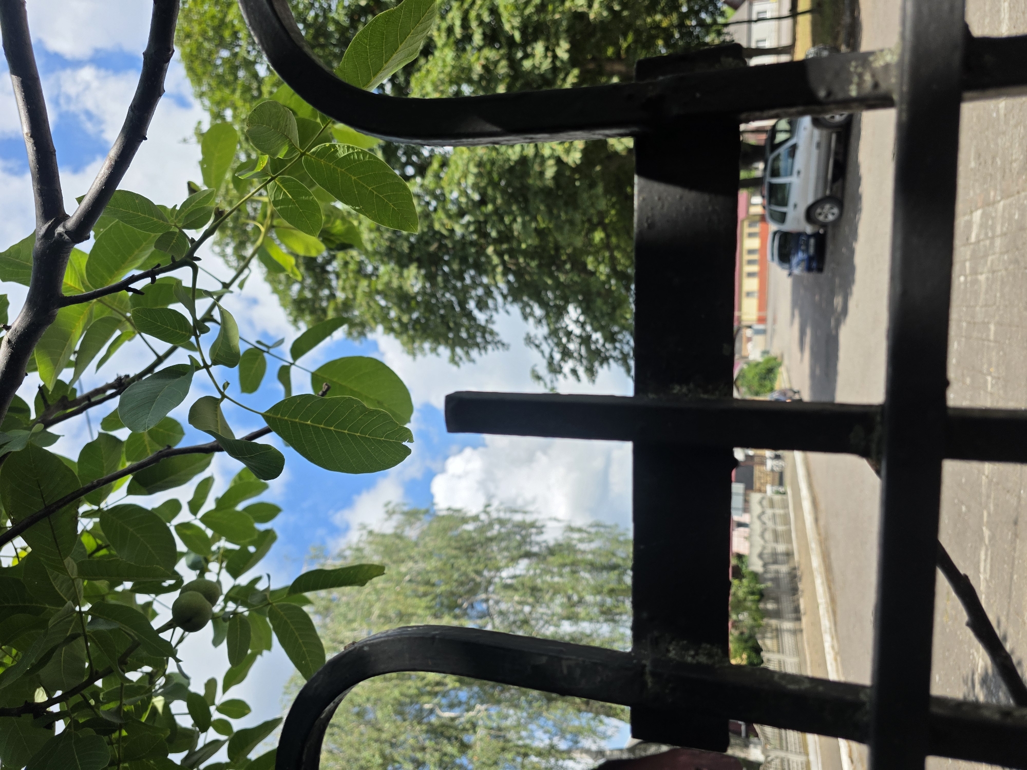 A close-up, low-angle shot through a dark metal fence reveals an outdoor scene with green foliage in the foreground and a street with buildings and trees in the background. The fence's bars are thick and cast shadows, with some moss or dirt visible on their surface. Above the fence, a branch with several green leaves and two small, unripe green fruits hangs down, obscuring a clear view of the sky, which is visible as patches of blue with white clouds.
Beyond the fence, a paved street is visible, with a sidewalk and decorative patterned concrete barriers lining the left side. Several cars are parked or driving on the street. A silver SUV is parked on the right side of the street, facing away from the camera. A blue sedan is parked behind it, also facing away. Further down the street, there are buildings with yellow and red facades, as well as white residential buildings. A tall, thin tree with light-colored bark and feathery foliage, possibly birch, stands on the left side of the street. Mature deciduous trees with dense green canopies are visible on the right side.
The overall impression is a snapshot of a residential street on a sunny day, viewed through a protective barrier, suggesting a residential area or a park bordering a street in Dubno, Ukraine.
