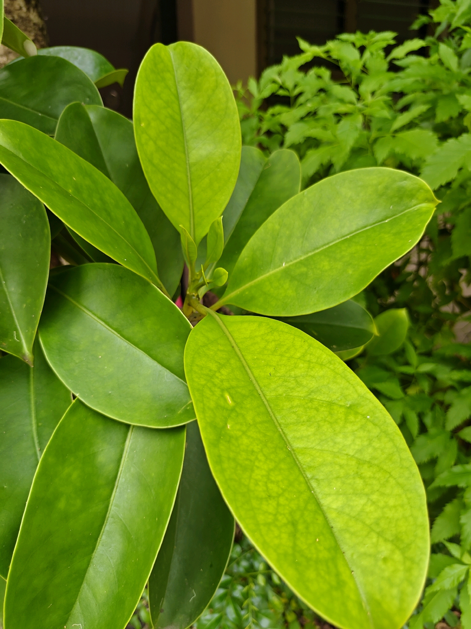 The image shows a close-up view of lush green leaves, likely from a plant in a garden or natural setting. The leaves are oval-shaped with smooth, slightly glossy surfaces, and they are arranged in clusters. The color of the leaves ranges from a vibrant lime green to a deeper emerald green, with some showing visible veins. In the background, out of focus, are more green foliage and hints of a building or structure, suggesting an outdoor environment. The scene appears to be well-lit, possibly during the day. The specific location within Mu Si, Thailand, is not discernible from the visual information provided.