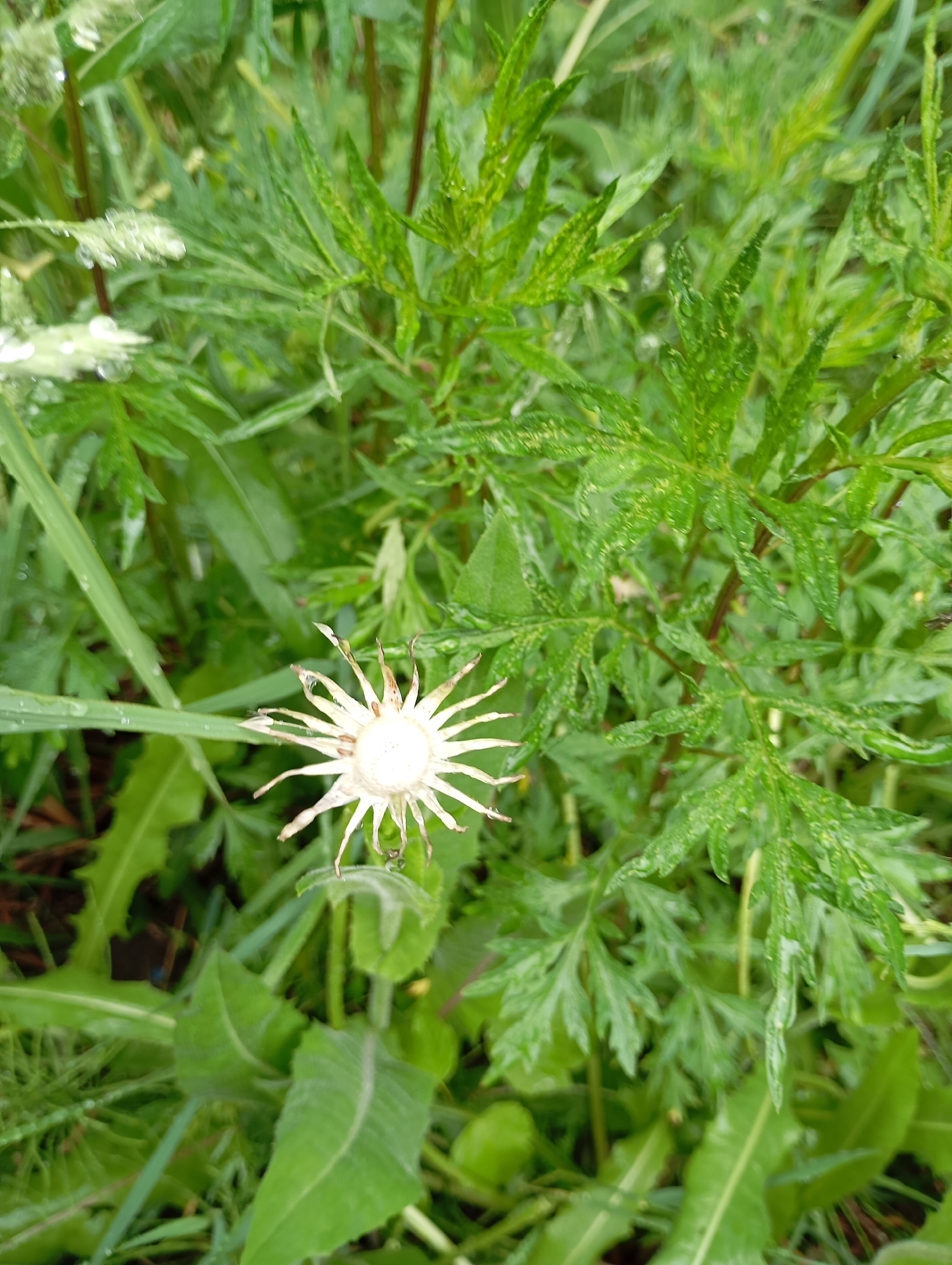 A high-angle, close-up shot depicts a field of greenery in Unknown, Unknown. The focal point is a spent flower head with a central white disc surrounded by thin, spiky bracts. Various types of green foliage fill the frame, including feathery leaves of a plant in the center and broader leaves in the lower left corner. Some of the leaves are speckled with tiny water droplets. The scene suggests a damp or recently watered environment.
