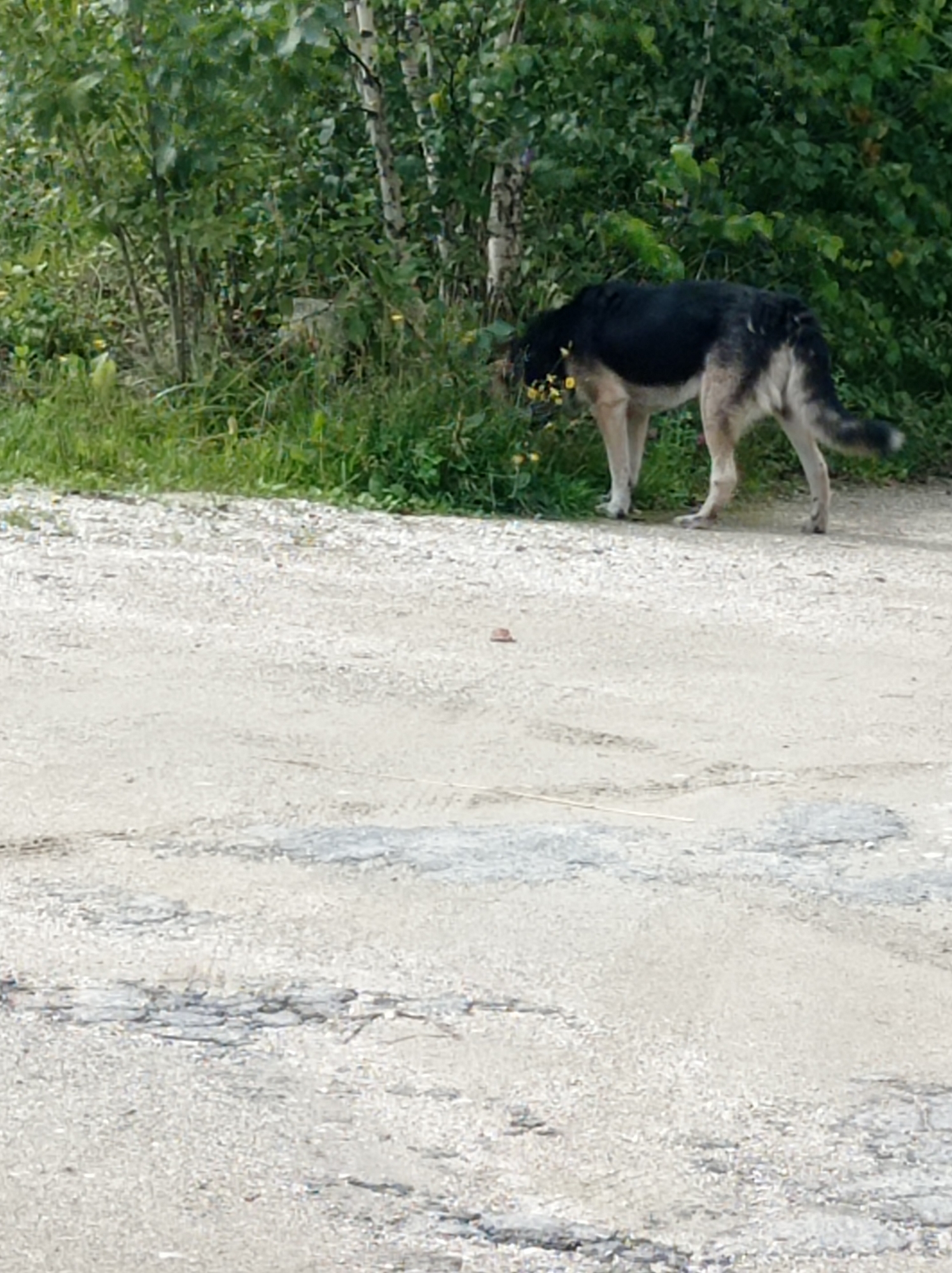 A medium-sized, black and tan dog with a bushy tail is sniffing at yellow flowers in the grass. The dog is standing on a gravelly path, with dense green foliage and birch trees behind it. The ground in the foreground is a cracked and worn asphalt surface. The scene appears to be an outdoor area, possibly a park or roadside in Degtyarsk, Russia.