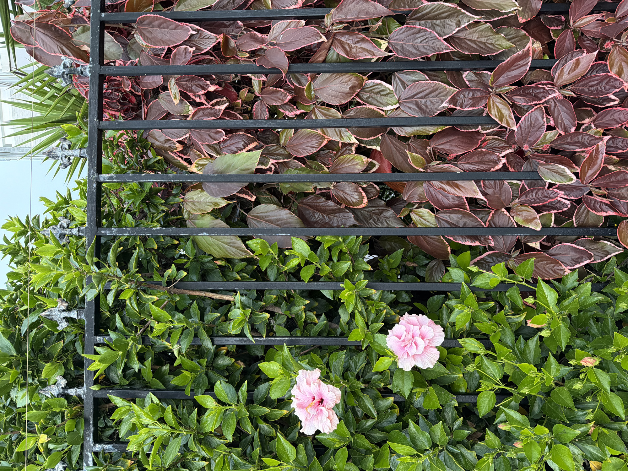 The image presents a close-up view of a black metal gate or fence overgrown with foliage and flowers. The upper portion of the fence is covered in dense, burgundy-colored leaves with pink edges, suggesting a type of ornamental shrub. The lower section features vibrant green leaves, possibly from a different plant species or growth stage. Two light pink hibiscus flowers are prominently displayed among the green foliage in the lower half of the frame. The arrangement creates a natural, almost "living wall" effect, with the metal gate acting as a supporting structure for the vegetation. Based on the plants, gate design and overall aesthetic, the location could possibly be Cape Town, South Africa.