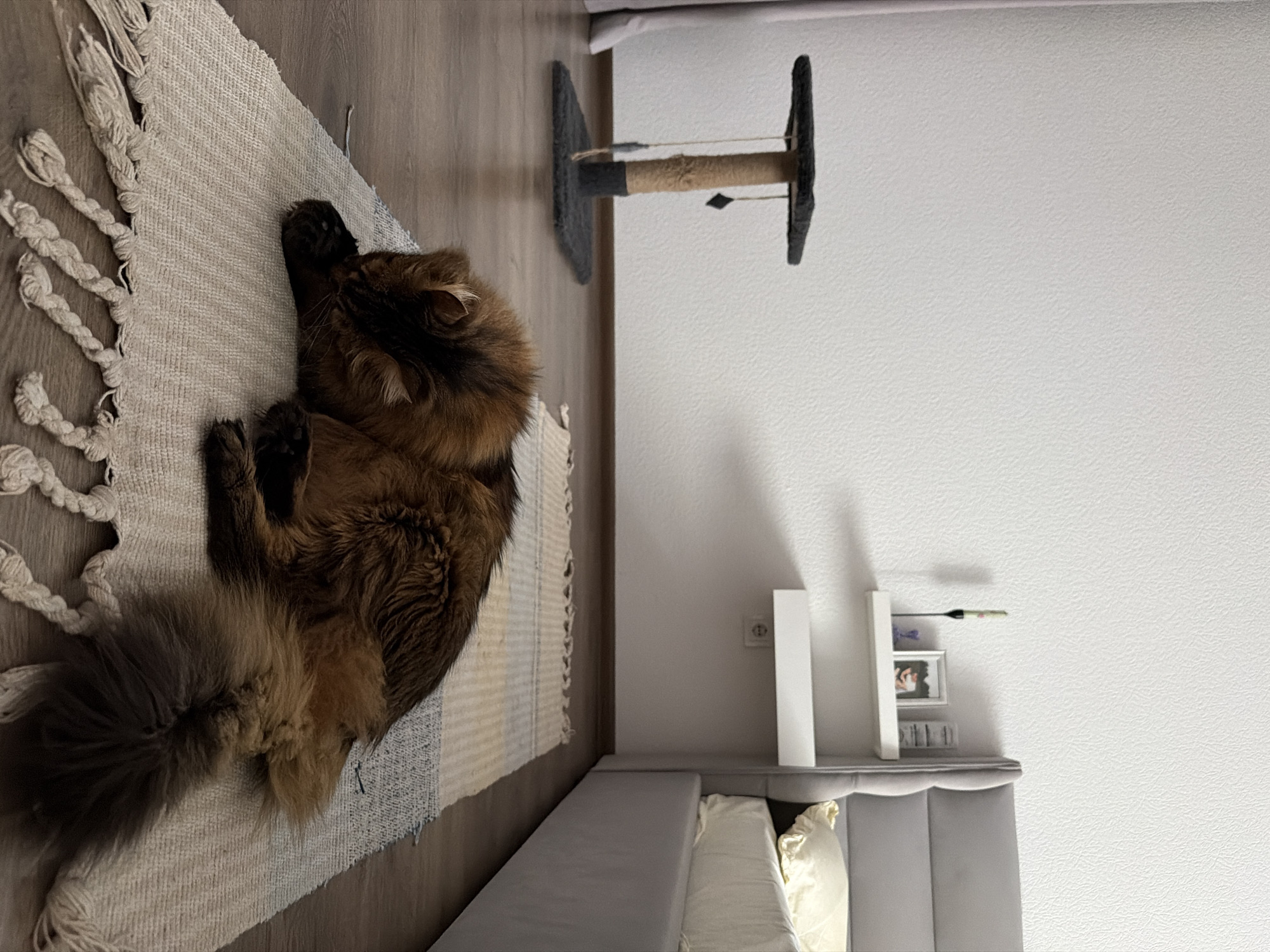 A long-haired brown cat is sleeping on a rug in a bedroom. The cat is lying on its side with its head tucked towards its paws. The rug is light-colored with a striped pattern and tassels. In the background, there is a white wall, a cat tree, and a bed. The image appears to be taken in an indoor residential setting, likely a bedroom, in Kyiv, Ukraine.