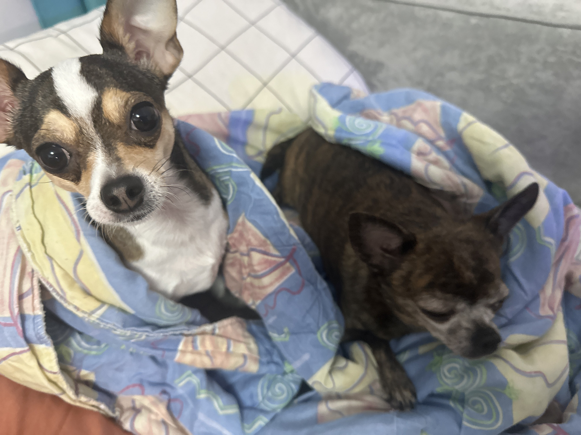 Two small dogs are resting under a blue blanket with a yellow, pink, and green pattern. One dog, in the foreground, is a tricolored Chihuahua with large, dark eyes and erect ears. The other dog, partially obscured by the blanket and to the right of the first dog, is a brindle-colored dog with its eyes closed. They are lying on what appears to be a bed or couch. The environment is indoors. The image does not provide information about the city of Mirny, Russia.