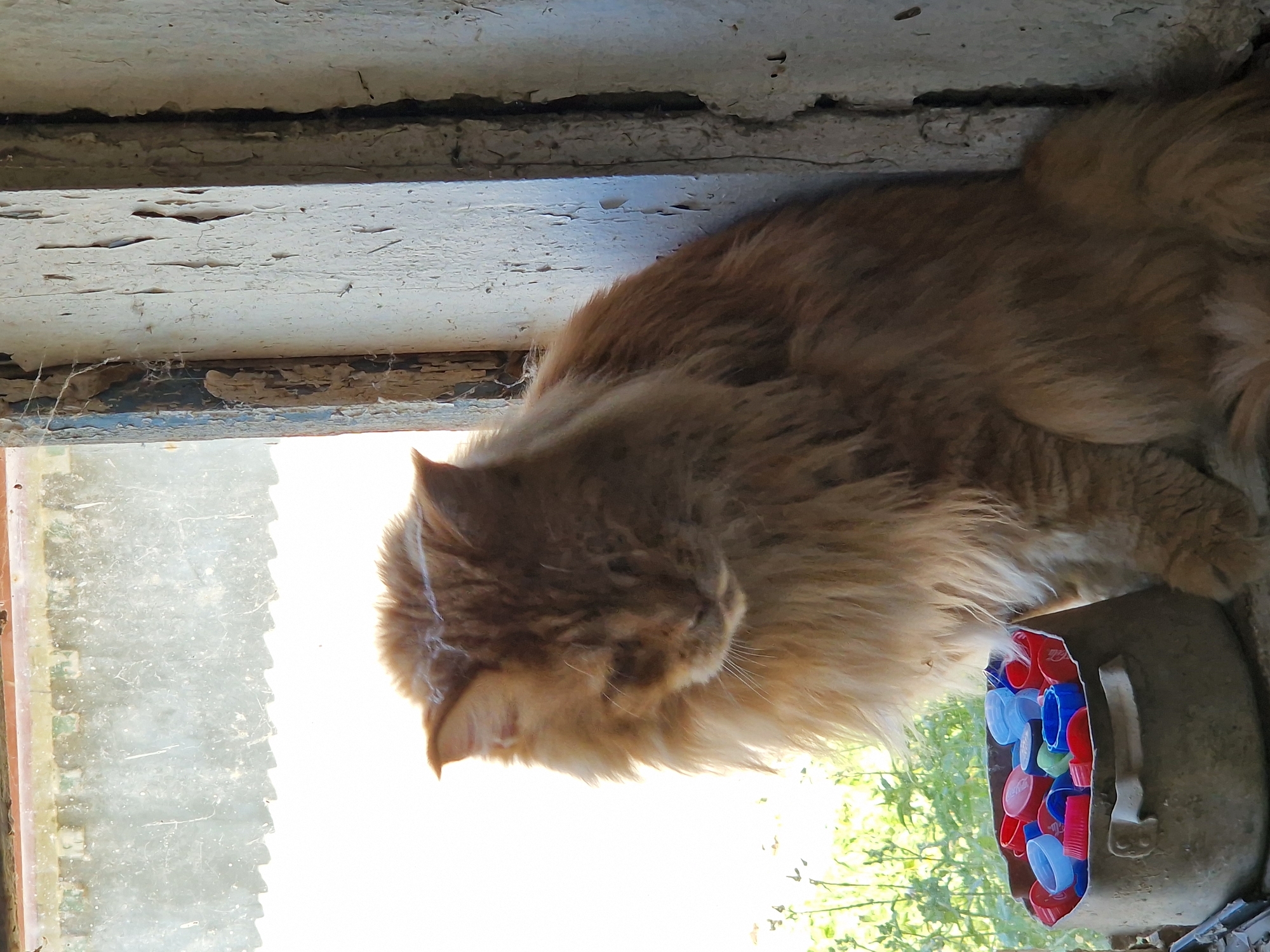 An orange long-haired cat sits in a doorway with a large pot of colorful bottle caps in front of it. The cat is looking down, its head bowed, and appears to be resting. The doorway is old and weathered, with peeling paint on the wooden frame. Behind the cat, through a dirty window, is a blurry view of green vegetation. The scene is set in Kalynove, Ukraine, suggesting a rural or semi-rural environment. The pot is made of a dull, metallic material and is filled with red, blue, and white bottle caps. The cat's fur is a prominent feature, appearing thick and fluffy. The overall impression is one of a quiet, domestic moment in a somewhat neglected setting.