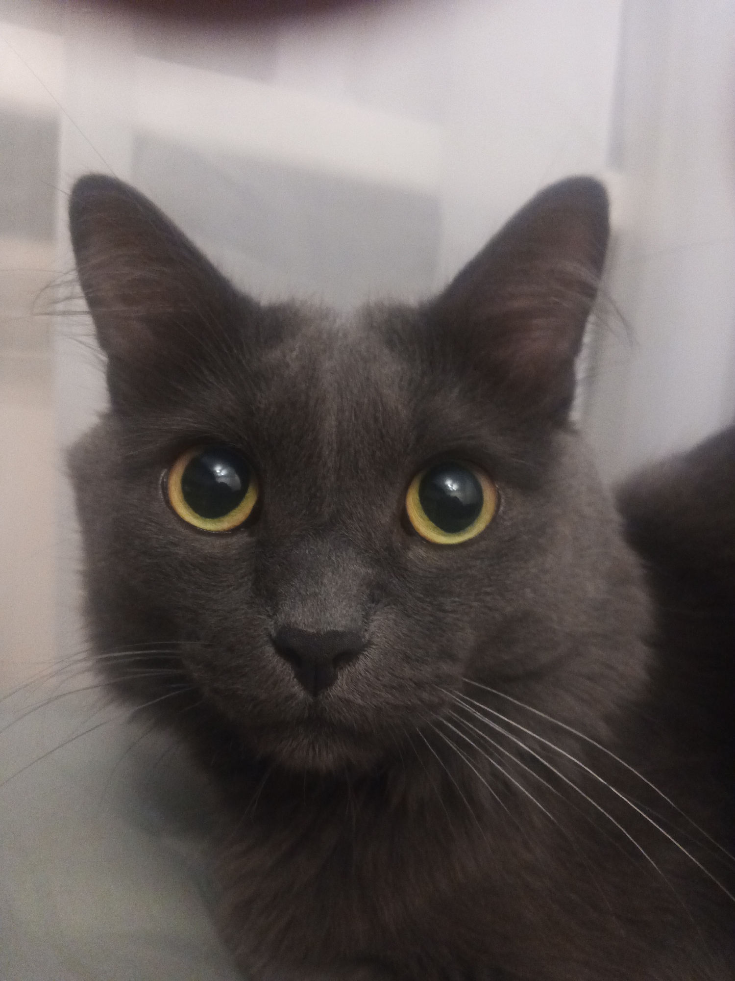 A close-up shot focuses on the face of a dark gray cat. The cat has large, round yellow eyes with dark pupils, a small black nose, and long white whiskers. Its ears are pointed and stand upright. The cat's fur appears soft and dense. The background is out of focus and appears to be a light, possibly white or translucent material, suggesting an indoor setting. There are no people or other animals visible in the image. The scene is devoid of any specific contextual markers that would indicate a location in the city of Biysk, Russia.