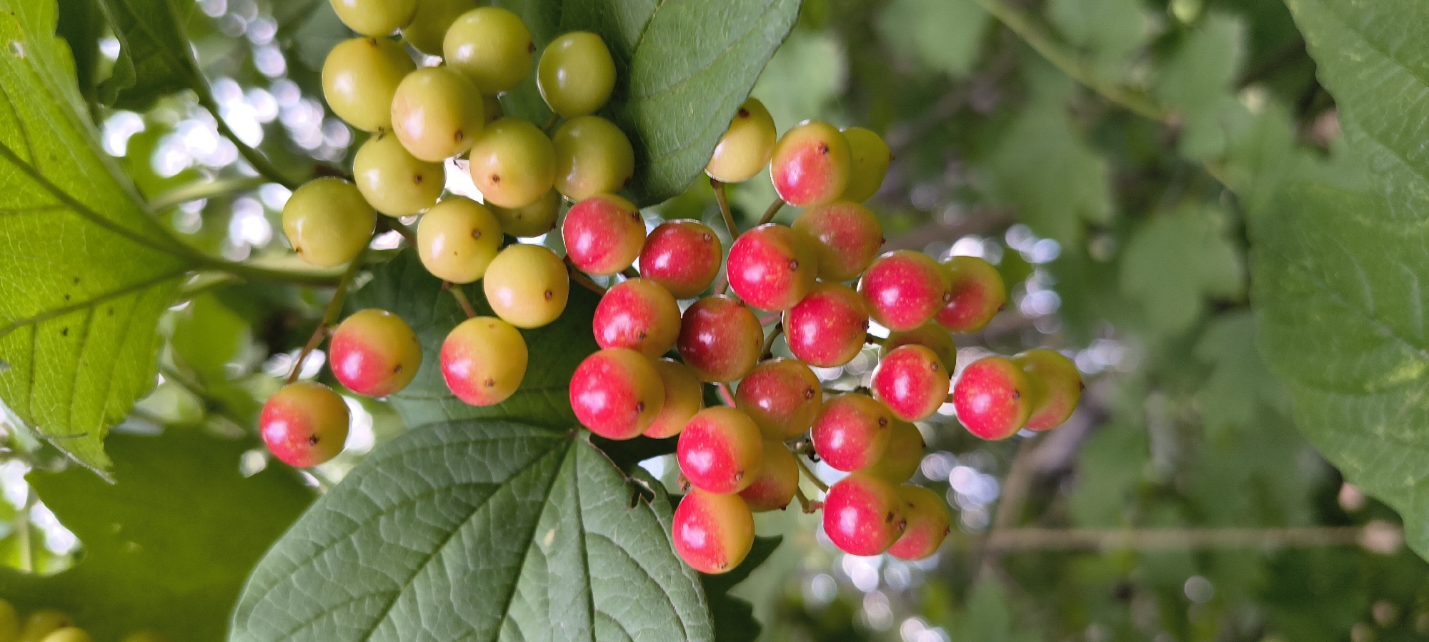 A close-up, vertical, eye-level shot captures a cluster of ripe red and yellow berries hanging from a branch amidst lush green foliage. The berries are spherical, with some displaying a gradient from yellow to red. The background is a soft blur of green leaves and out-of-focus white bokeh, suggesting a natural, outdoor setting likely in a park or garden. The image appears to have been taken in Mykolaiv, Ukraine, though no specific landmarks are visible to confirm this location. There are no people or animals in the frame, and the scene is static and peaceful.