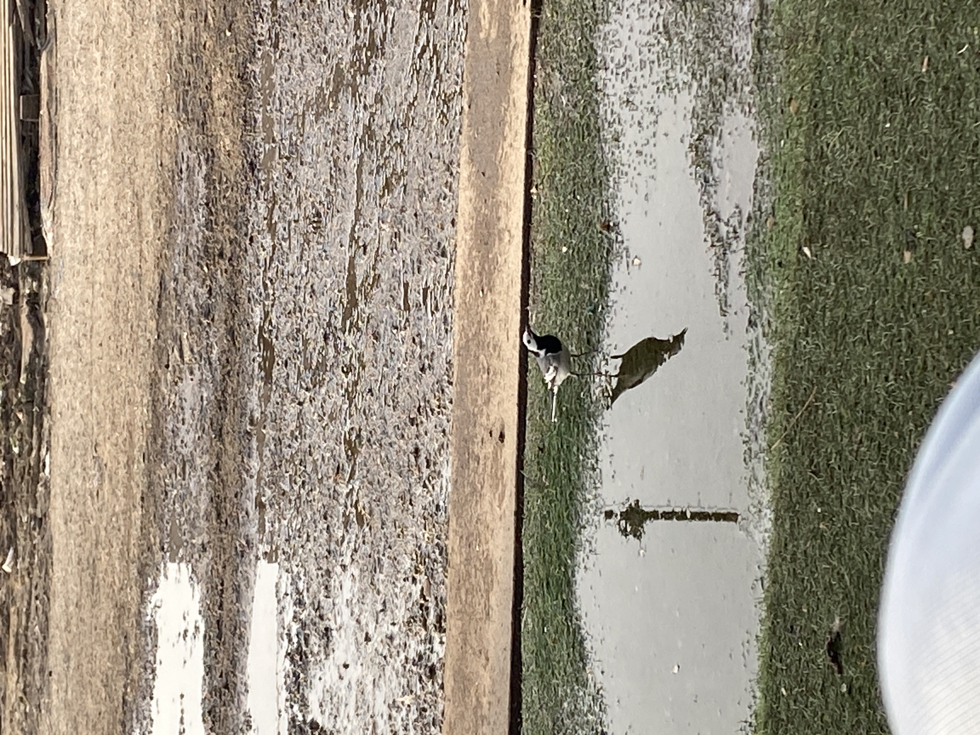 A bird stands in a puddle of water on the edge of a grassy area. The water reflects the bird's image. A gray, textured surface is adjacent to the grass, separated by a narrow, light-colored strip.