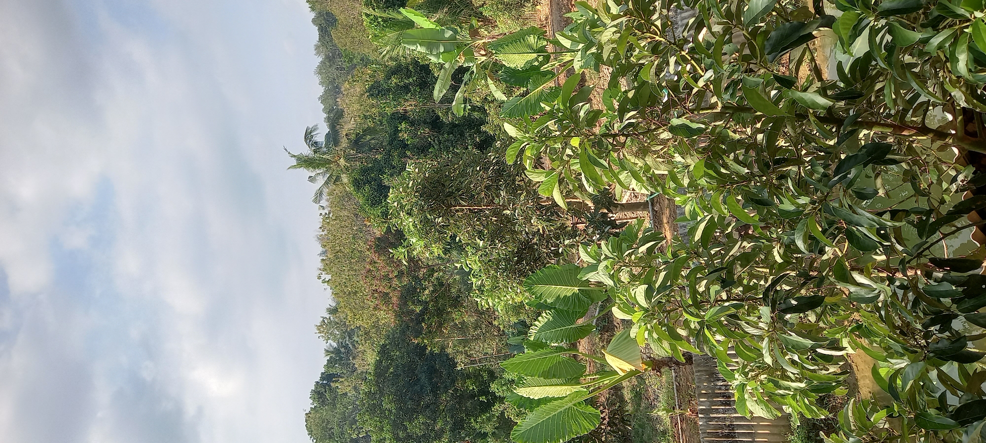 The image depicts a lush, verdant landscape with a dense canopy of trees and foliage. In the foreground, a cluster of green leafy plants, possibly avocado trees, dominate the view, with some of their branches extending towards the viewer. Behind these, a row of large, vibrant green leaves, characteristic of banana plants, are visible. Further back, a varied array of trees forms a rolling hillside, with different shades of green and some interspersed reddish-brown hues, possibly indicating flowering or fruiting trees. A tall coconut palm stands prominently amidst the other trees. The sky above is a mix of pale blue with scattered white and gray clouds, suggesting a partly cloudy day. In the lower left portion of the image, a segment of a fence made of vertical wooden planks and a narrow body of water are visible, hinting at a rural or garden setting. The scene appears to be located in Majingklak, Indonesia, characterized by its tropical flora and abundant vegetation. There are no people or animals visible in the frame.
