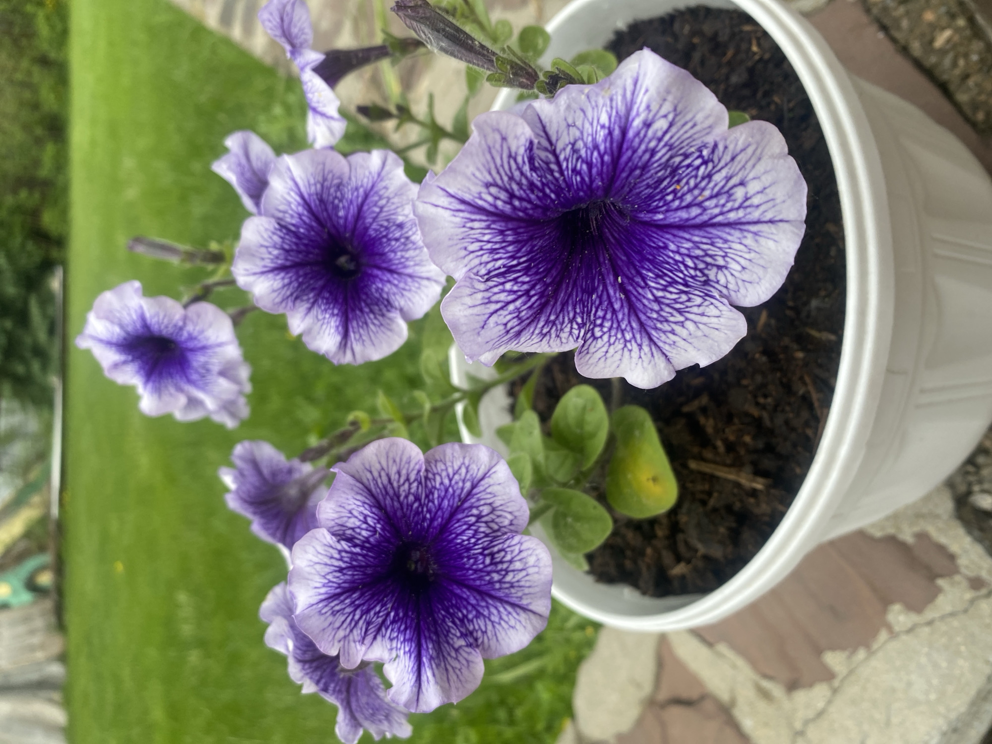 This media file displays a close-up view of several purple and white petunia flowers in a white pot. The flowers have distinct white veins radiating from the center of each petal. The pot is filled with dark soil, and some green leaves are visible. The background shows a blurred green lawn and a textured surface, possibly a patio or walkway, with some reddish-brown and gray tones. The lighting suggests it is daytime, and the outdoor setting implies pleasant weather. There are no people or visible text in the image. The scene is likely a garden or balcony, capturing the beauty of the blooming flowers.