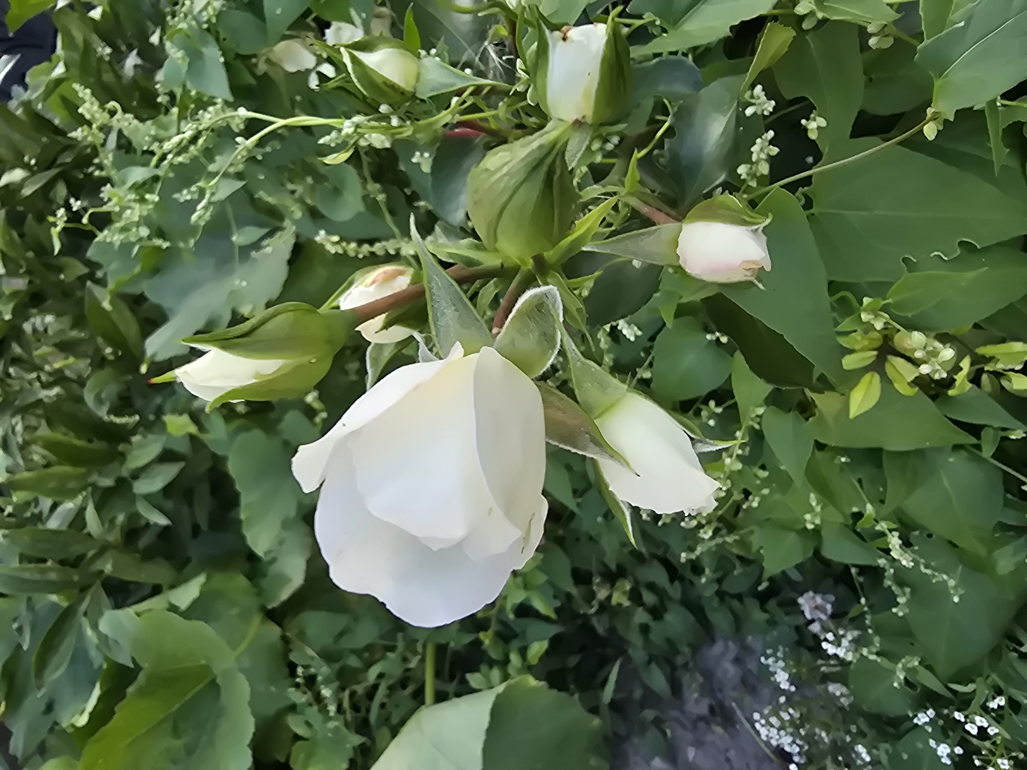The image shows a cluster of white roses and rosebuds surrounded by lush green foliage in Sofiivska Borshchahivka, Ukraine. A single white rose is in full bloom, with its petals unfurling. Several rosebuds, varying in their stage of development, are also visible, some tightly closed and others partially open. The surrounding leaves are a vibrant green, and smaller white flowers are interspersed throughout the scene, adding texture and detail to the natural environment. The lighting suggests it is daytime, with soft shadows indicating diffused sunlight. There are no people or animals depicted in the image. The setting appears to be a garden or a natural outdoor space.