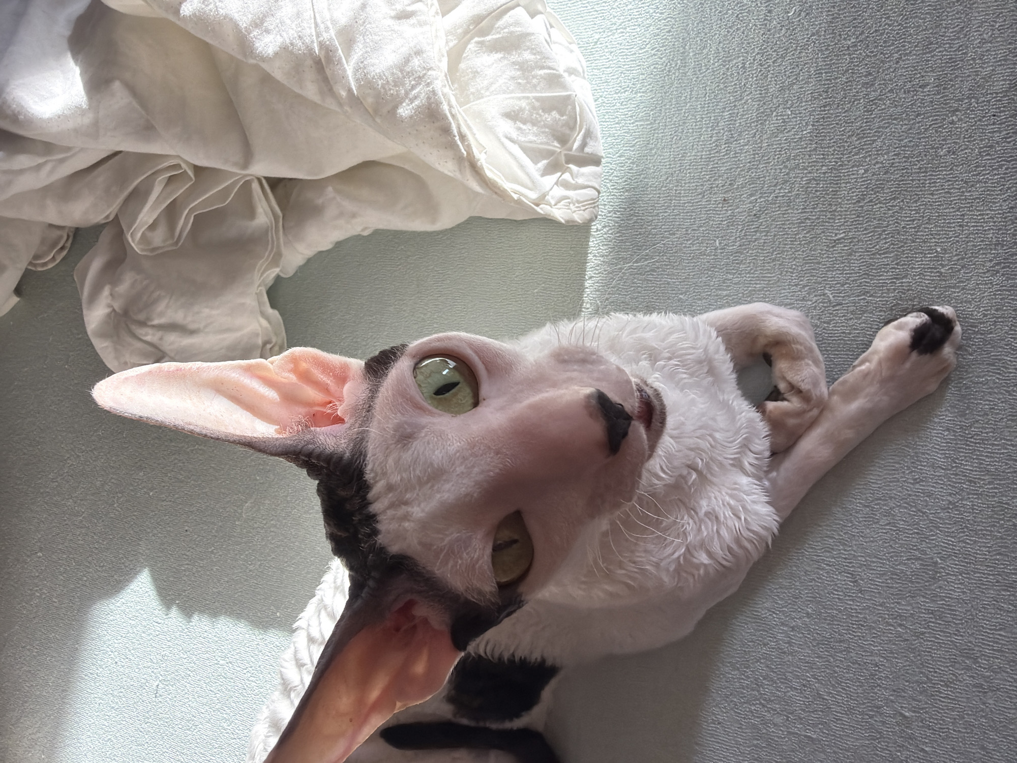 The image shows a Cornish Rex cat with white and black fur, and large ears, lying on a light blue textured surface. A white crumpled fabric is visible in the upper right corner of the image. Sunlight is casting a shadow on the surface. There is no information in the image to indicate its location in Yekaterinburg, Russia.
