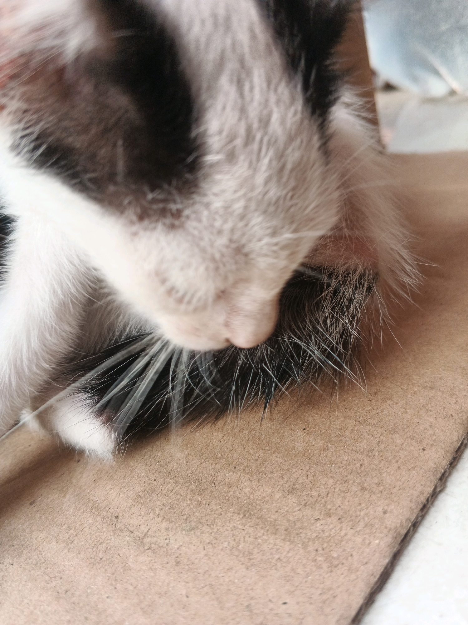 The image is a close-up shot of a black and white kitten's face, with its nose and whiskers prominently featured. The kitten is resting on a textured, cardboard-like surface. The background is blurred, showing hints of light blue and tan colors, possibly indicating an indoor environment or a covered outdoor space. There are no identifiable landmarks or elements that would place the image specifically in Kadu, Indonesia. The scene is static and focuses solely on the feline subject.