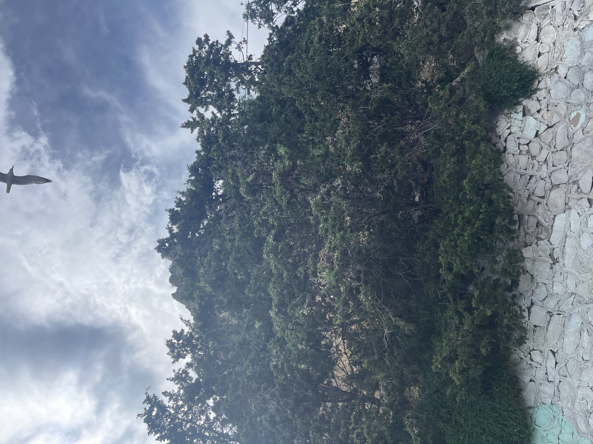 A bird flies across a cloudy sky above a dense evergreen forest. The forest grows on a rocky hillside, and at the base of the hill is a stone wall, some of which is painted light blue. The scene is outdoors and appears to be natural.