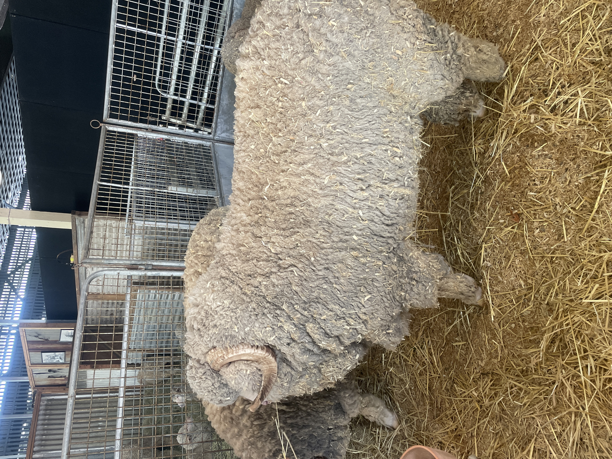 This image depicts the interior of a livestock pen, likely at an agricultural show or farm. The pen is constructed with metal fencing and a corrugated metal wall. The ground is covered in straw and wood shavings. In the foreground, two sheep are visible. The larger sheep, a ram, is positioned in the center of the frame and is facing left. It has thick, light-colored wool with straw embedded in it. Prominent, curved horns are visible on its head. A second sheep, partially obscured by the ram, is to the left. In the background, more sheep are visible within fenced enclosures. The lighting suggests an indoor environment, possibly a barn or exhibition hall, with bright overhead illumination. The scene is consistent with a livestock display in Bowen Hills, Australia, given the typical agricultural events held in the region.