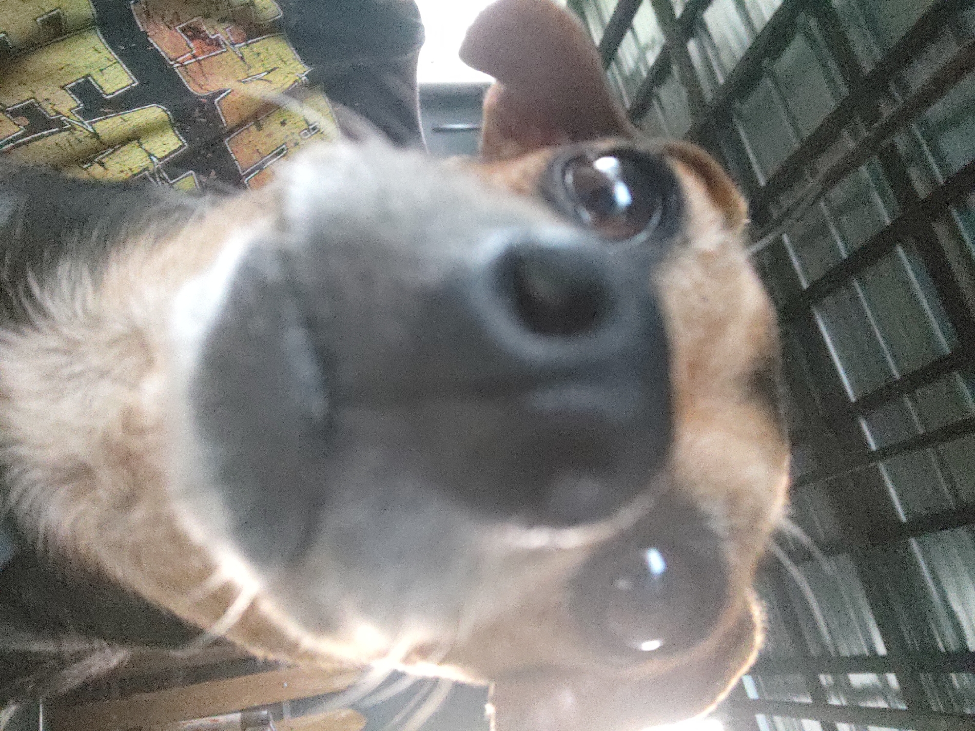 This is a close-up, low-angle, fisheye lens photo of a dog's face, likely taken from within a cage or confined space. The dog's snout and one eye are prominent, filling most of the frame. The dog appears to be a mix with tan and dark fur, and its eye is dark brown with a bright reflection. Its ears are floppy, and one is partially visible. The background is blurred, showing a metal grate structure, possibly a cage, and hints of a patterned fabric, perhaps a blanket or clothing. The lighting suggests it is daytime, with a bright light source coming from the bottom of the frame, creating lens flare. The image's low quality and extreme close-up give it a somewhat disorienting and intimate feel, as if the dog is directly addressing the camera. There is no visible text in the image.