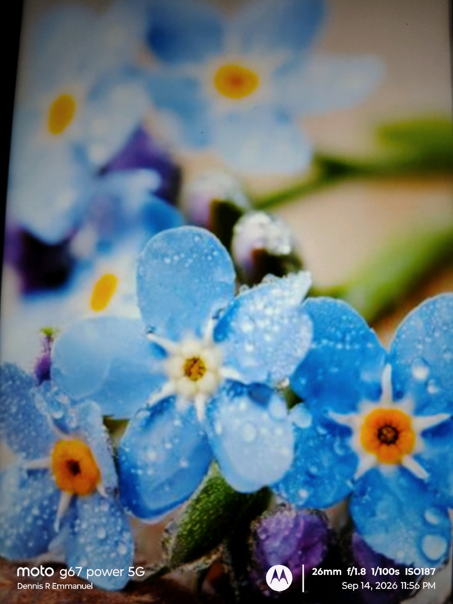The image shows a close-up of blue forget-me-not flowers with water droplets on their petals. The flowers have yellow centers. The background is blurred and appears to be natural foliage. In the bottom left corner, there is text that reads "moto g67 power 5G" and "Dennis R Emmanuel". In the bottom right corner, there is more text and a Motorola logo, indicating camera settings and a date: "26mm f/1.8 1/100s ISO187 Sep 14, 2026 11:56 PM". The scene appears to be a garden or natural setting. There is no indication of the city of Siwani, India, in the image.